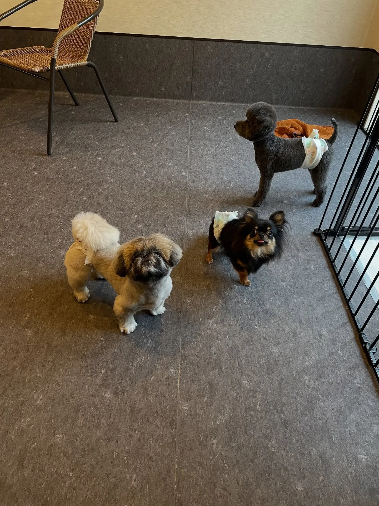 🐾✨あなたの愛犬が最高にキュートになる体験を！福岡市東区のト...