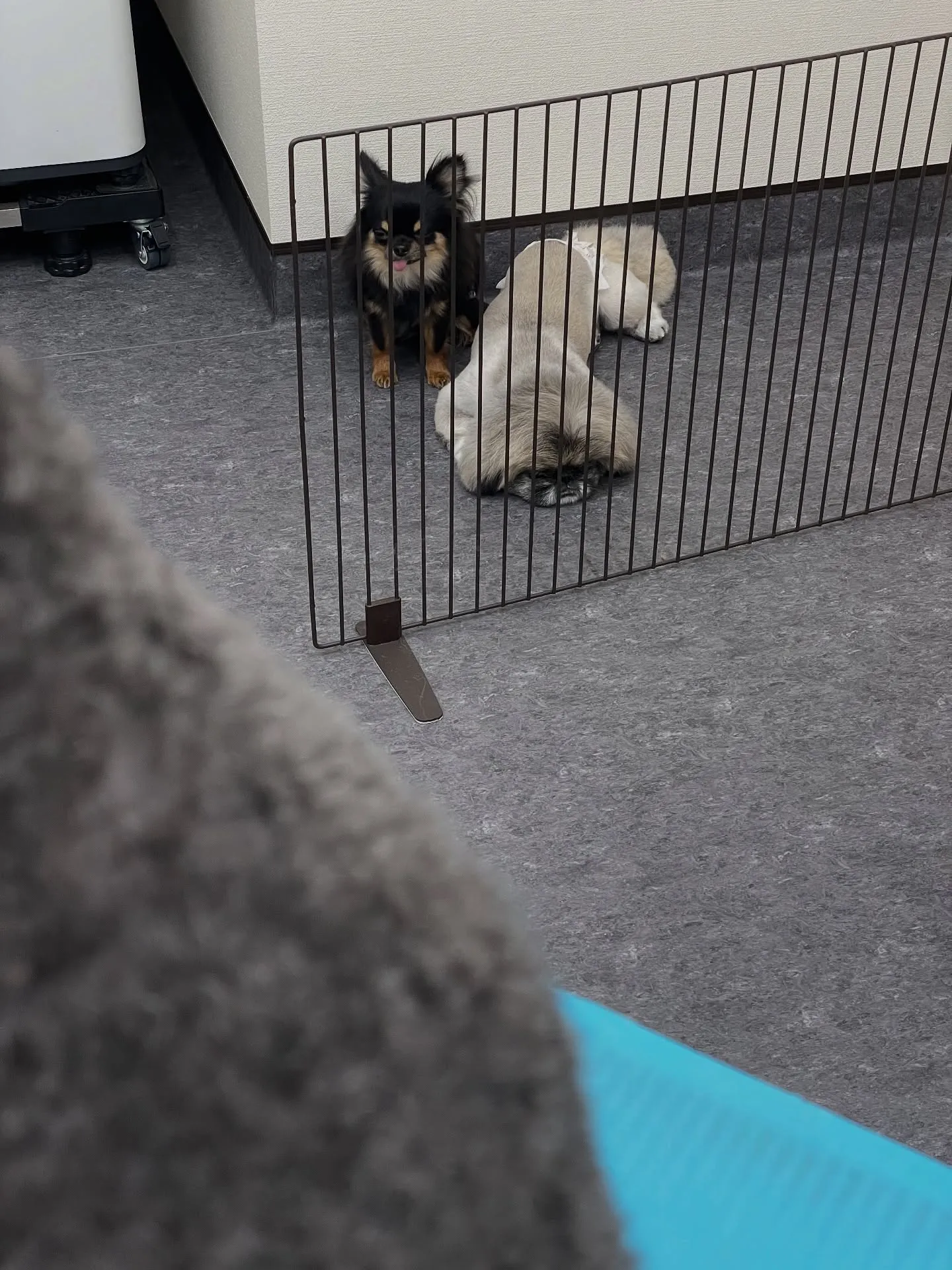 🐾✨あなたの愛犬が最高にキュートになる体験を！福岡市東区のト...