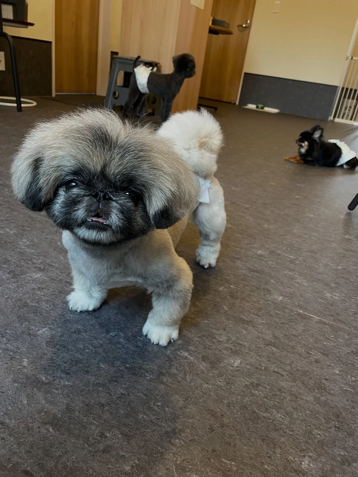 🐾✨あなたの愛犬が最高にキュートになる体験を！福岡市東区のト...