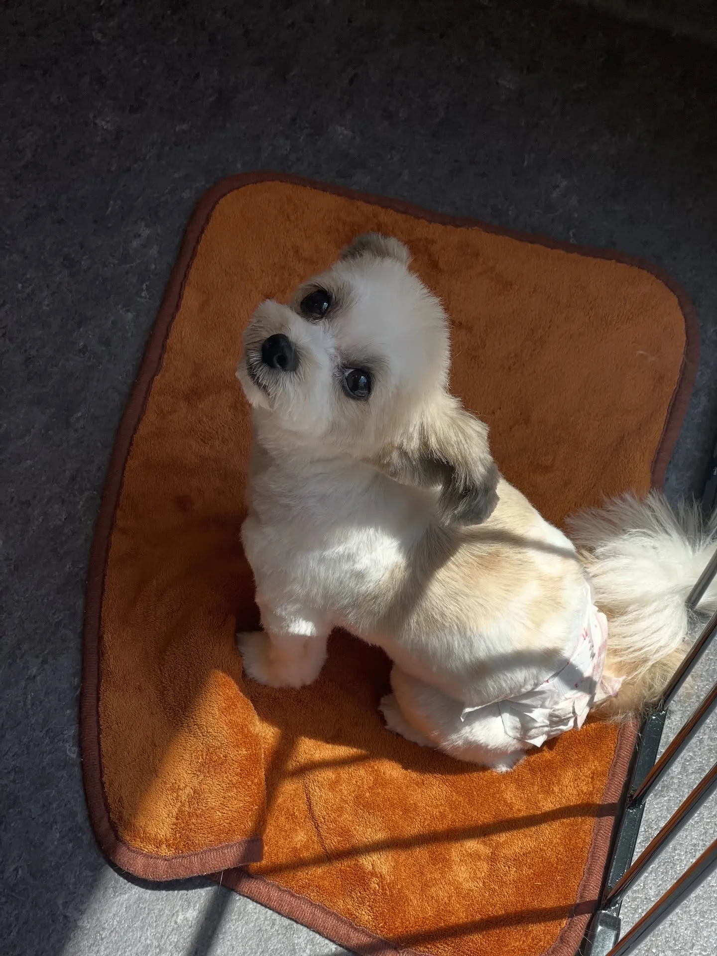 🐾✨あなたの愛犬が最高にキュートになる体験を！福岡市東区のト...