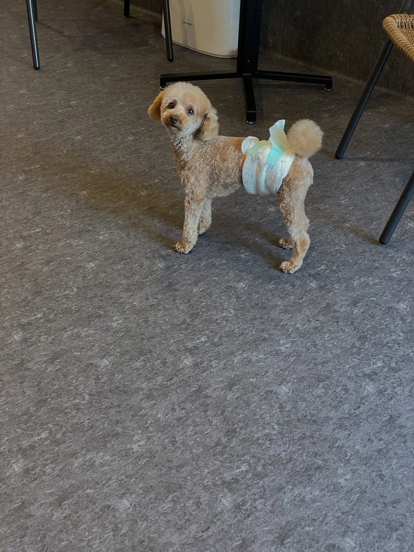 🐾✨ 福岡市東区であなたの愛犬をさらに可愛くする特別なトリミ...