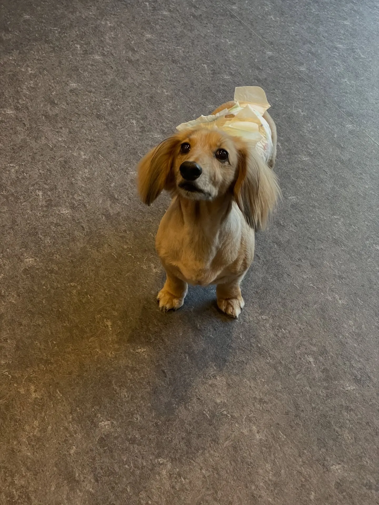 🐾✨ 福岡市東区であなたの愛犬をさらに可愛くする特別なトリミ...