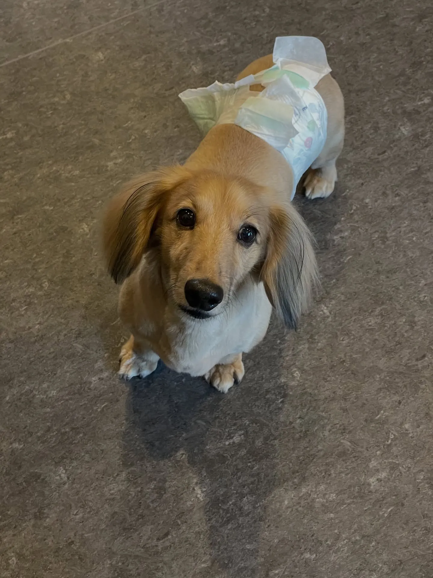 🐾✨ 福岡市東区であなたの愛犬をさらに可愛くする特別なトリミ...