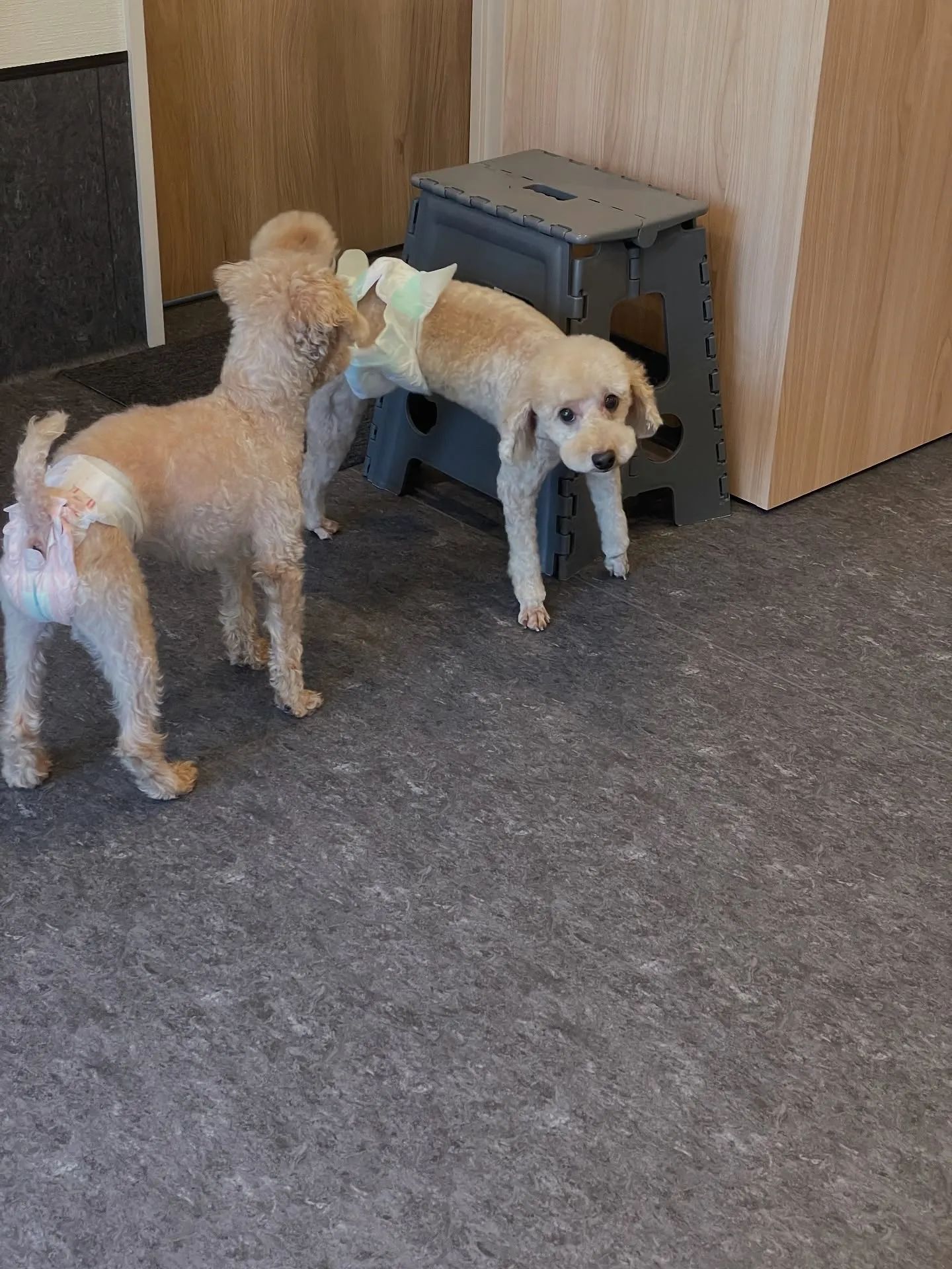 🐾✨ 福岡市東区であなたの愛犬をさらに可愛くする特別なトリミ...