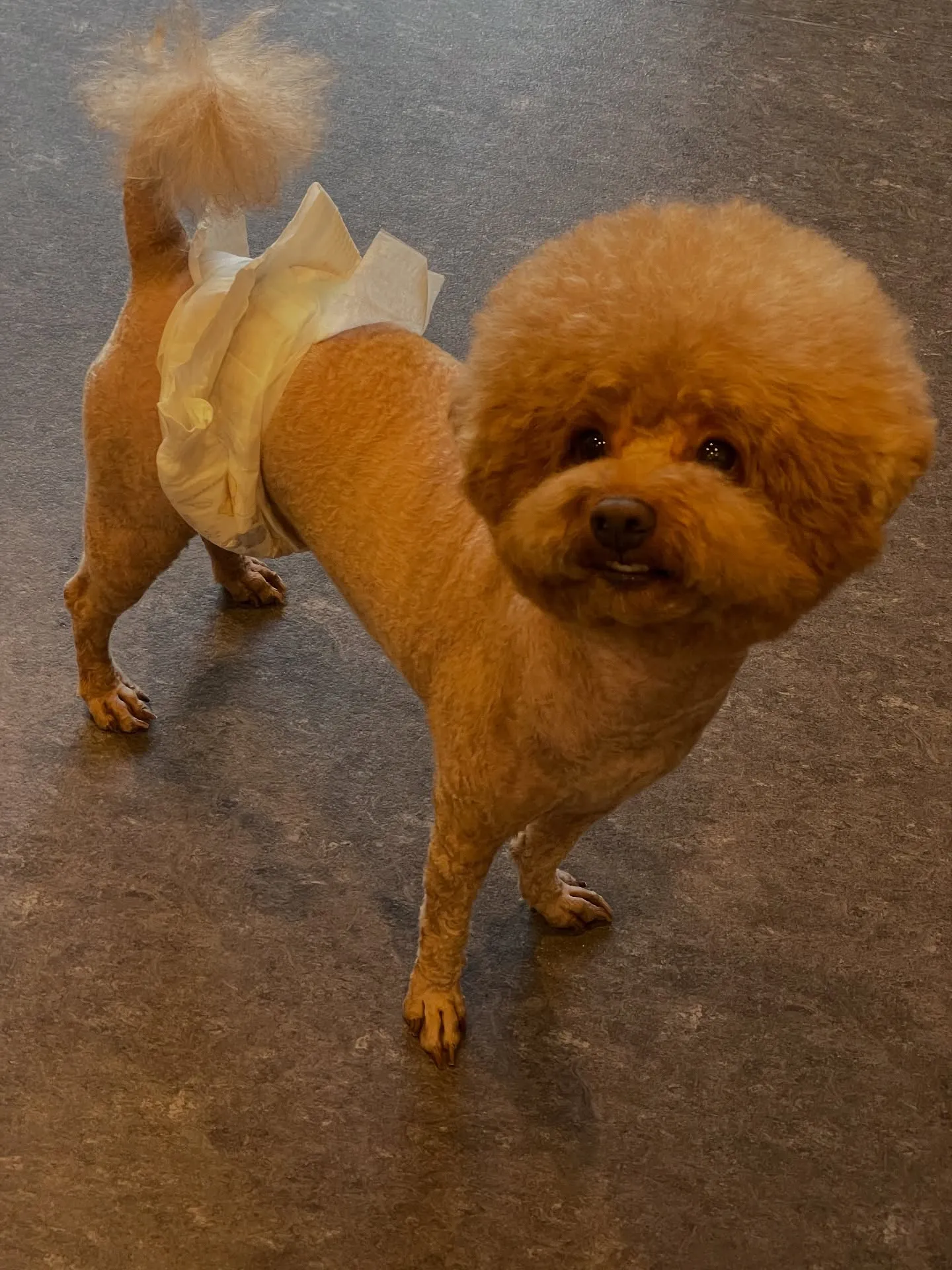 🌟 福岡市東区で愛されるトリミング専門店「Udog」へようこ...