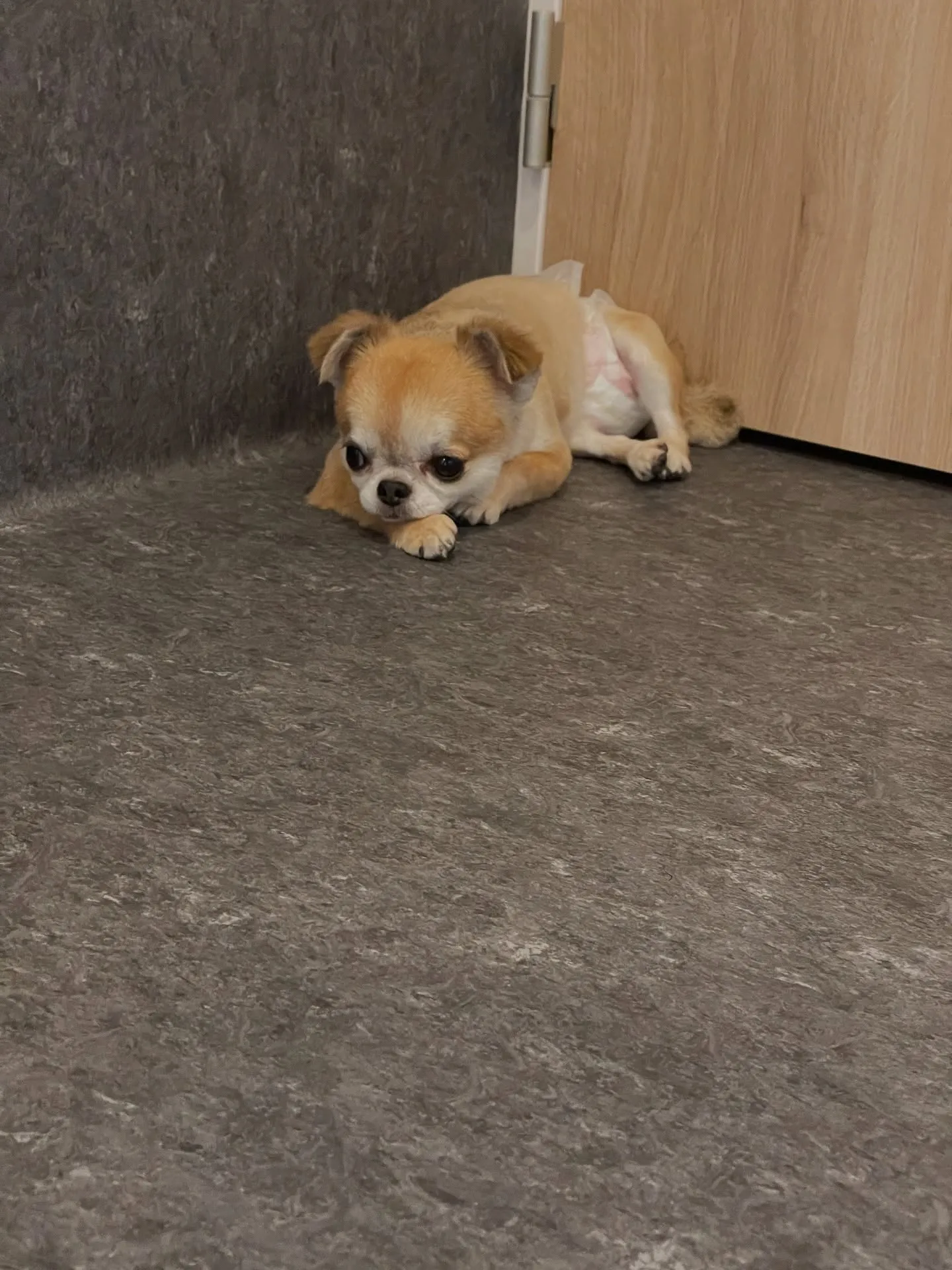 🌟 福岡市東区で愛されるトリミング専門店「Udog」へようこ...