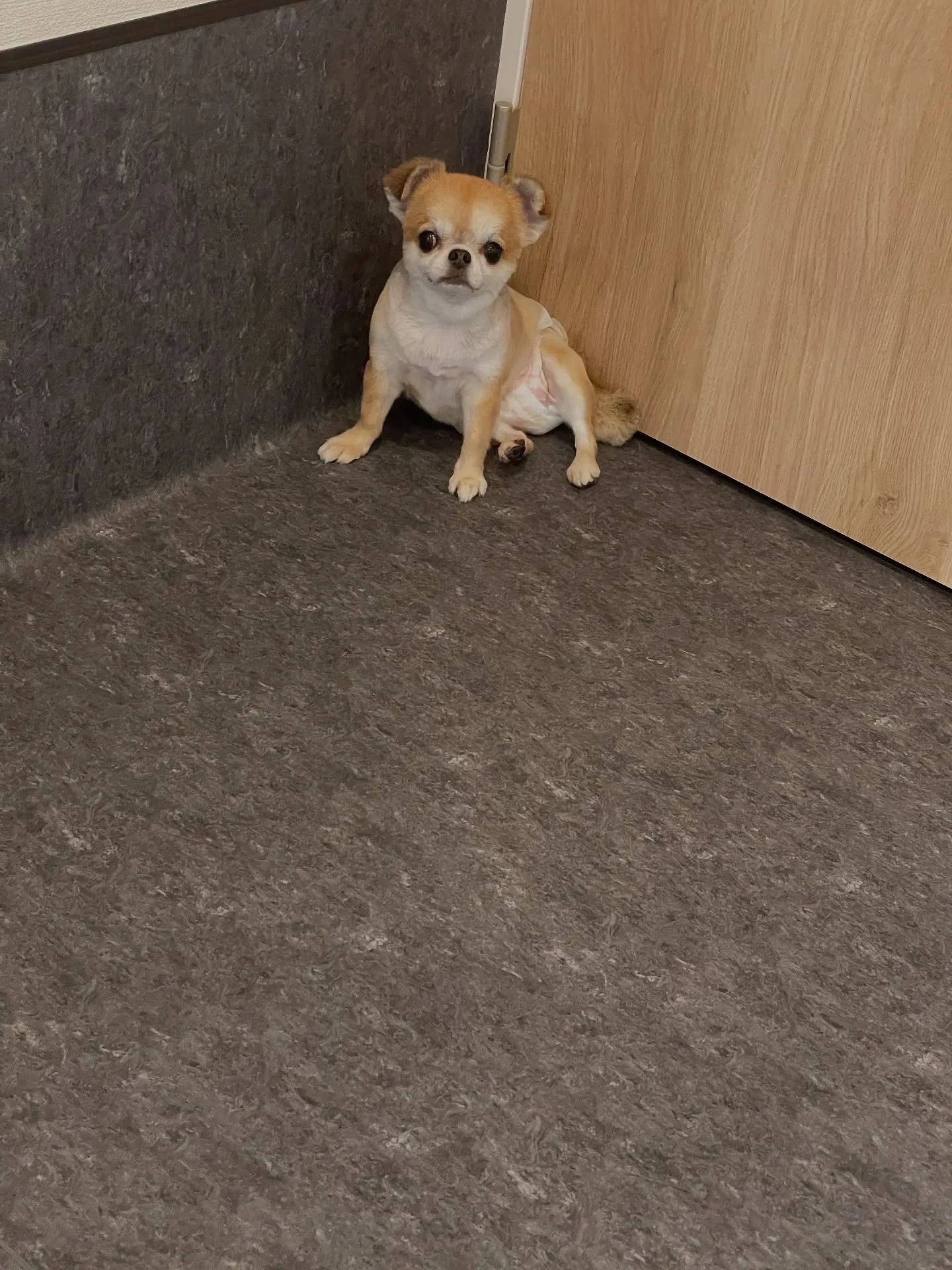 🌟 福岡市東区で愛されるトリミング専門店「Udog」へようこ...