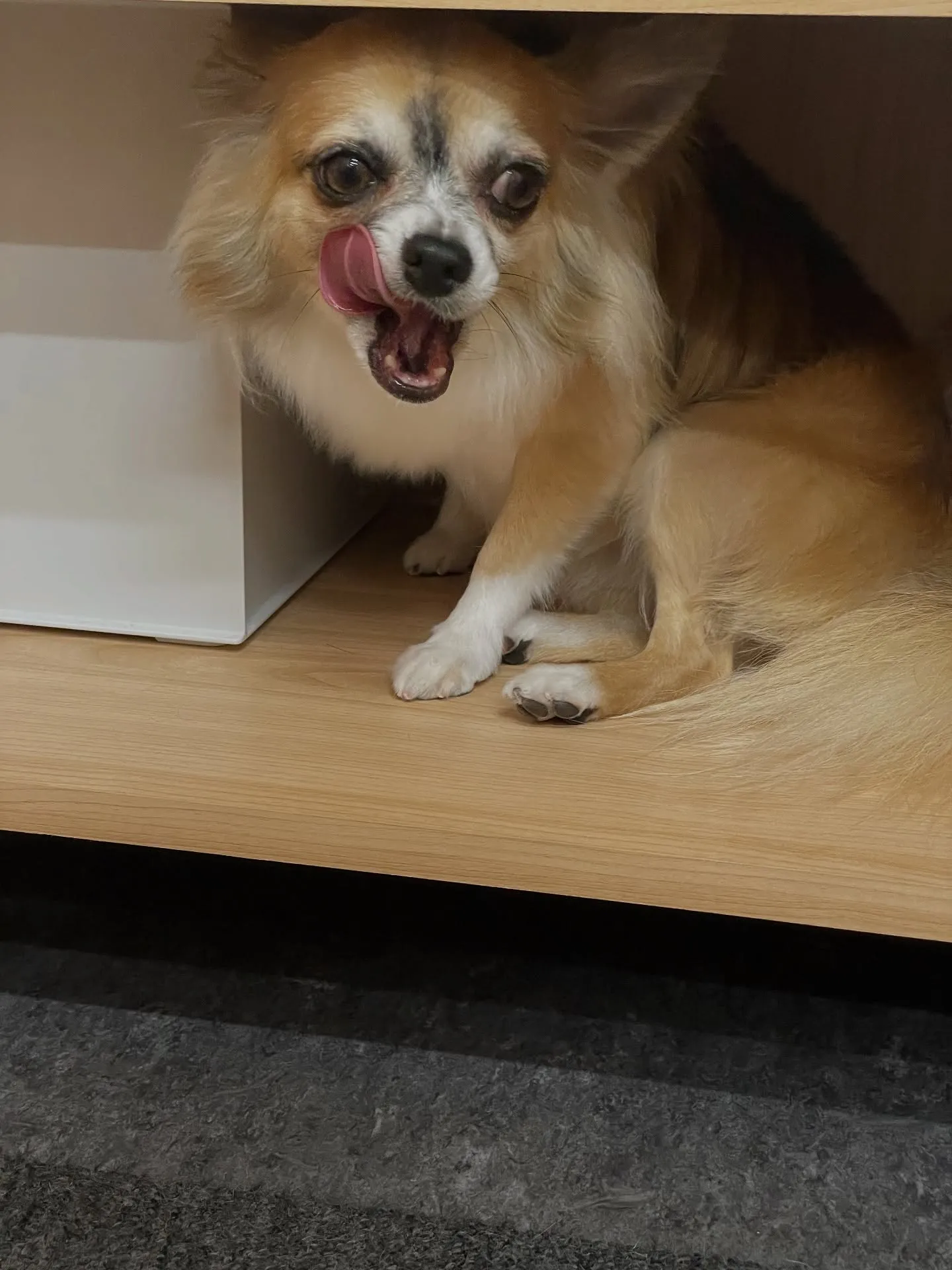 🌟 福岡市東区で愛されるトリミング専門店「Udog」へようこ...