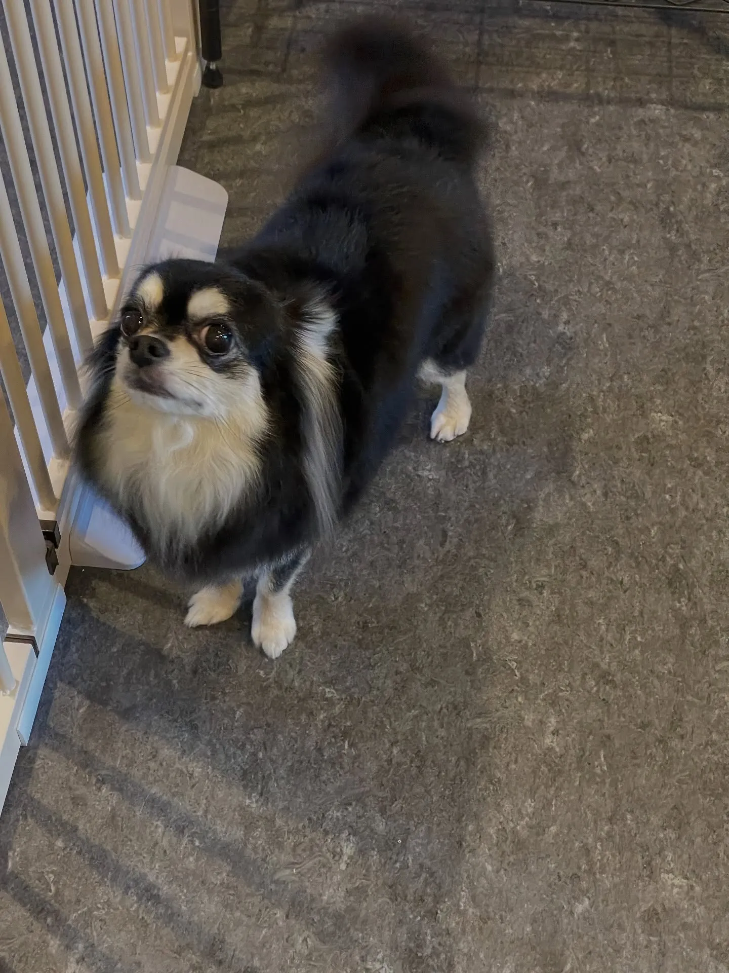 🌟 福岡市東区で愛されるトリミング専門店「Udog」へようこ...