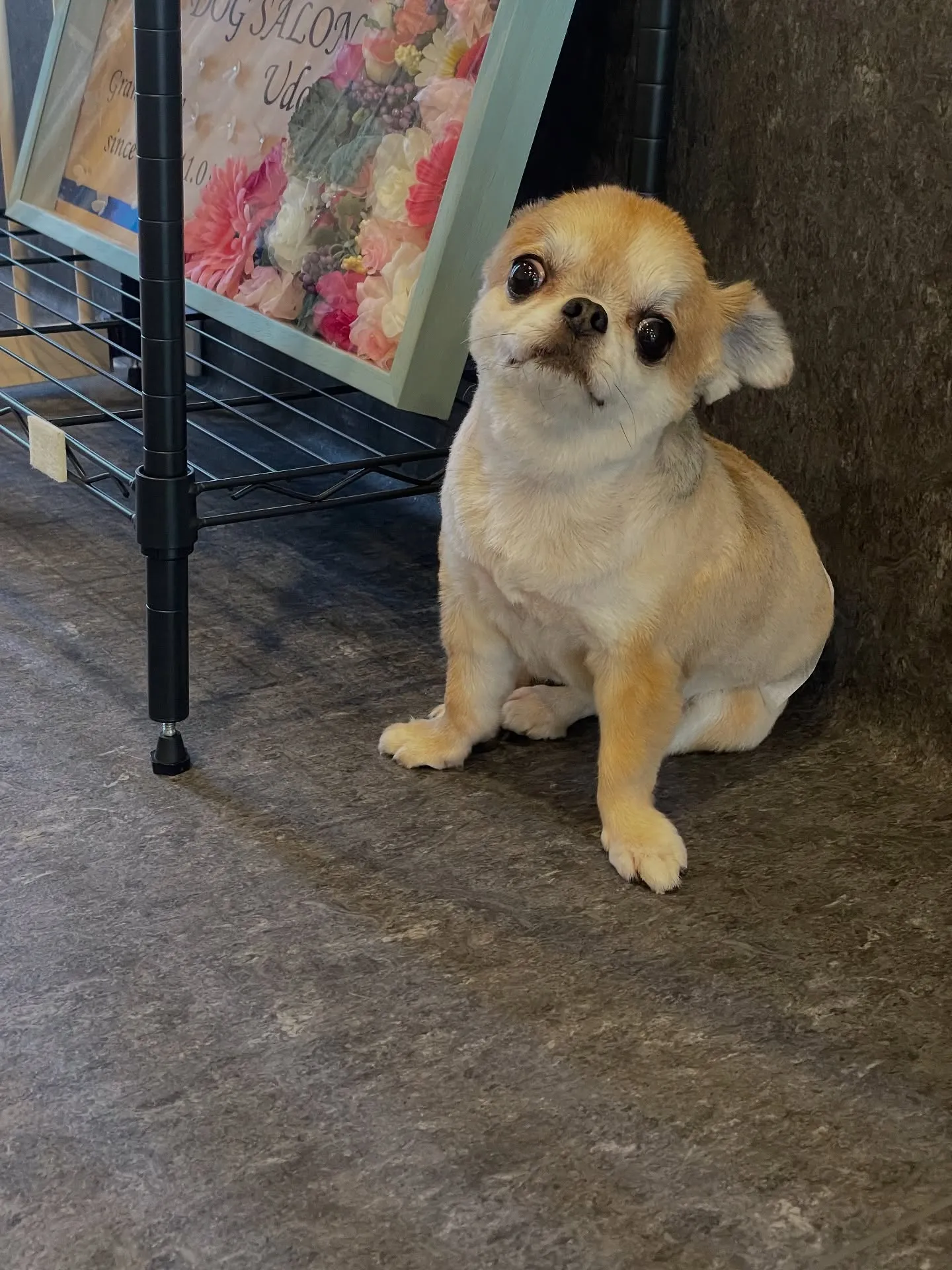 🌟 福岡市東区で愛されるトリミング専門店「Udog」へようこ...