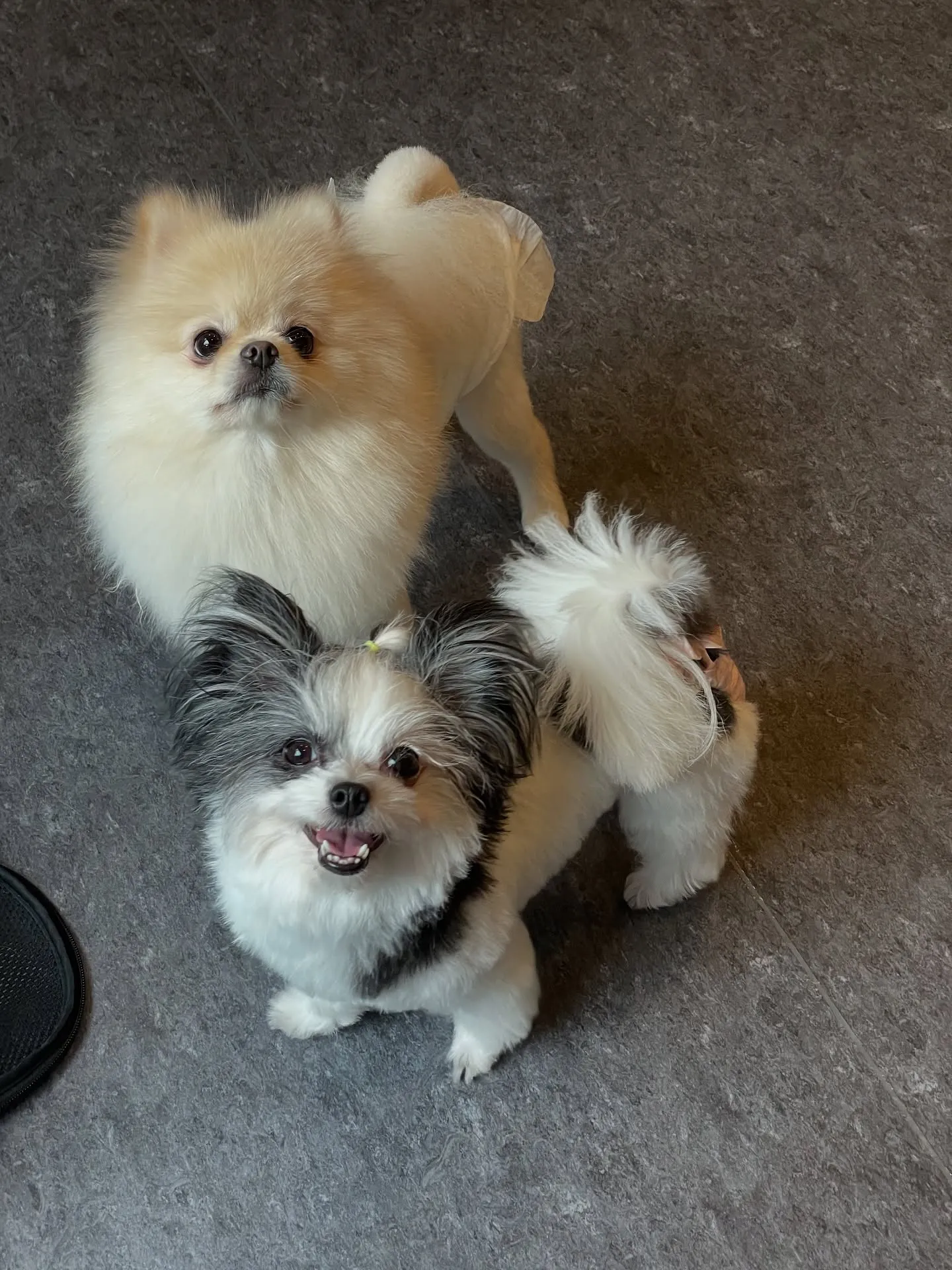 🐾こんにちは皆さん！福岡市東区のトリミング専門店、udogへ...