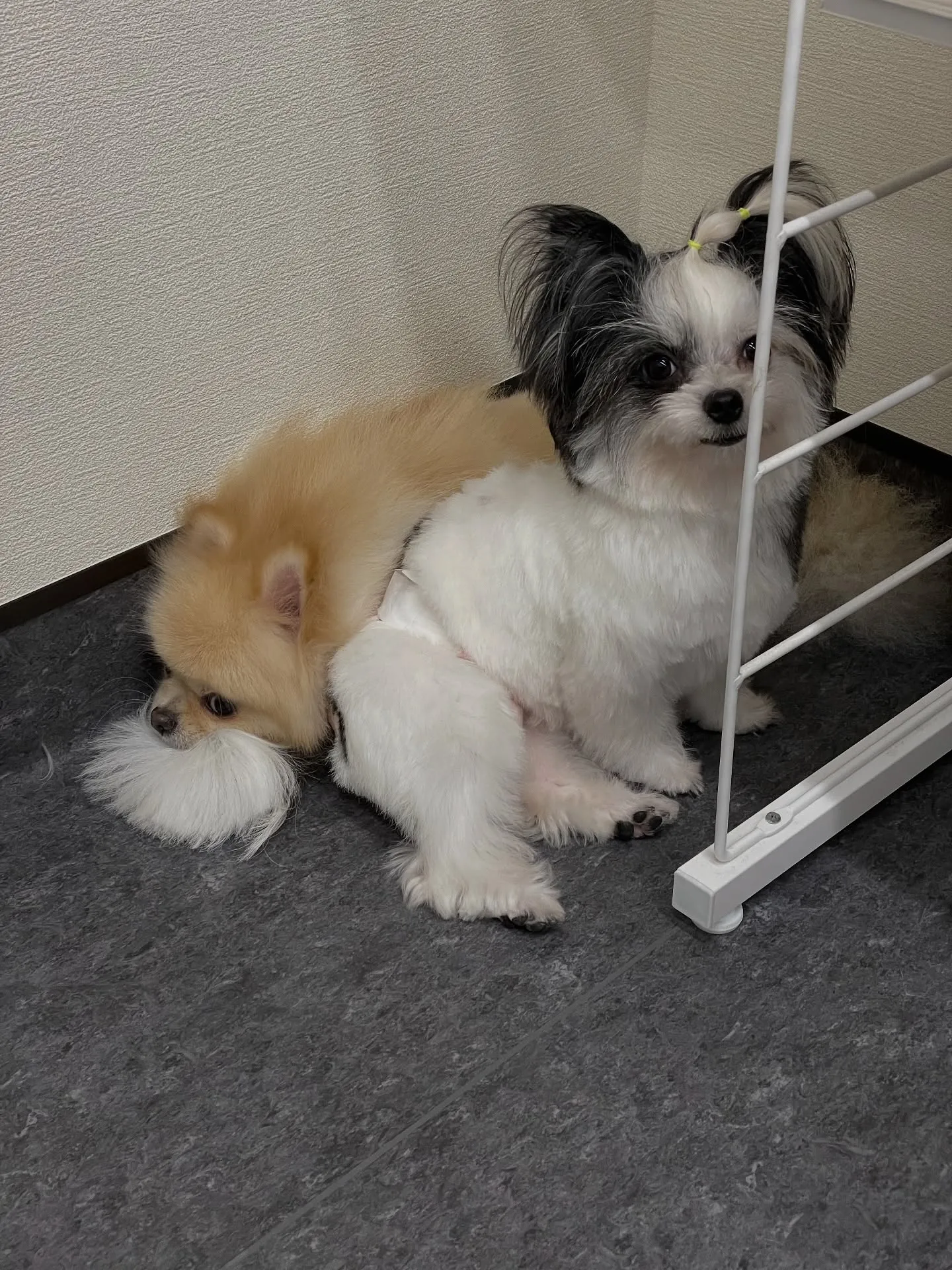 🐾こんにちは皆さん！福岡市東区のトリミング専門店、udogへ...