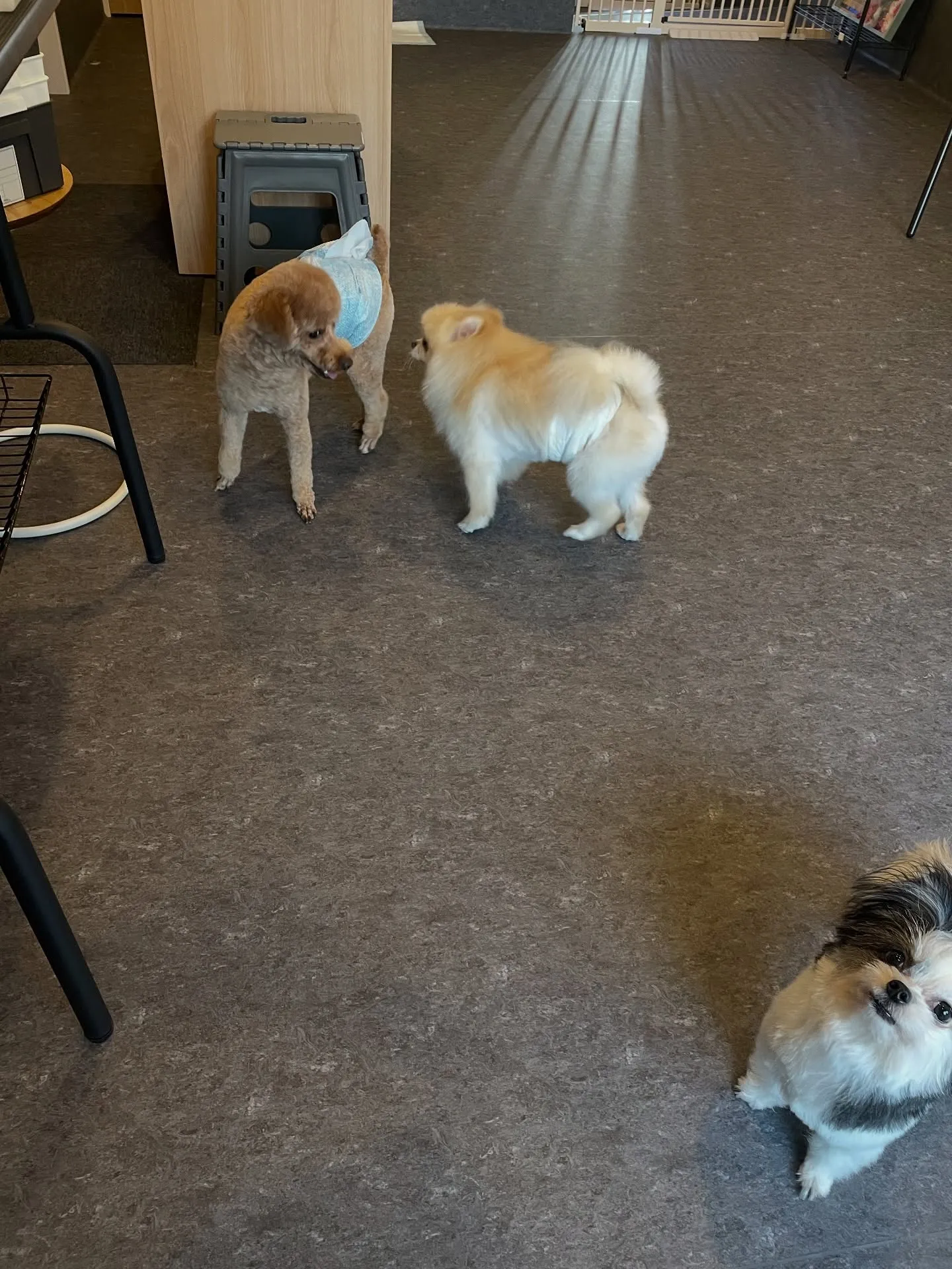 🐾こんにちは皆さん！福岡市東区のトリミング専門店、udogへ...