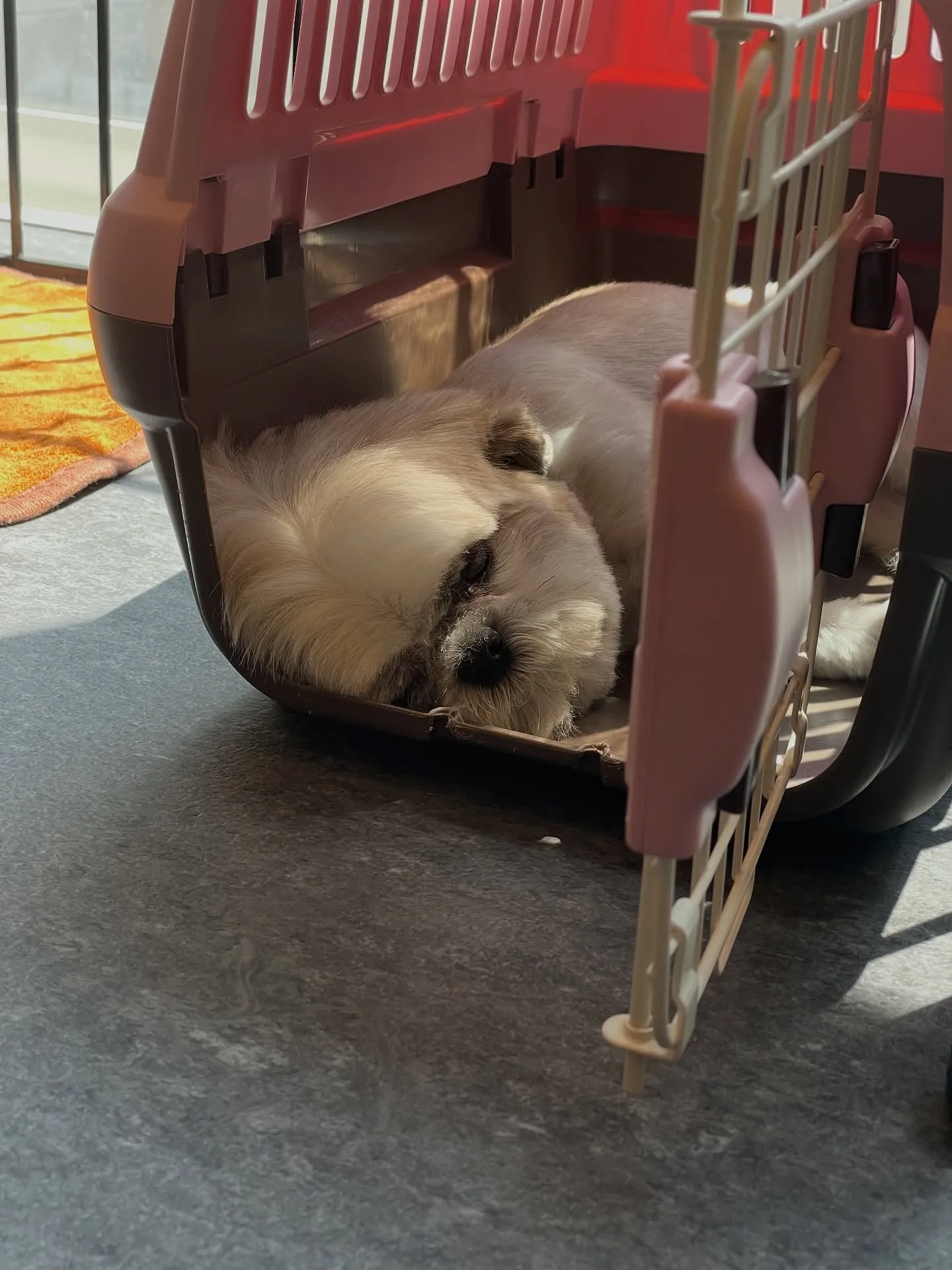 🐾こんにちは皆さん！福岡市東区のトリミング専門店、udogへ...