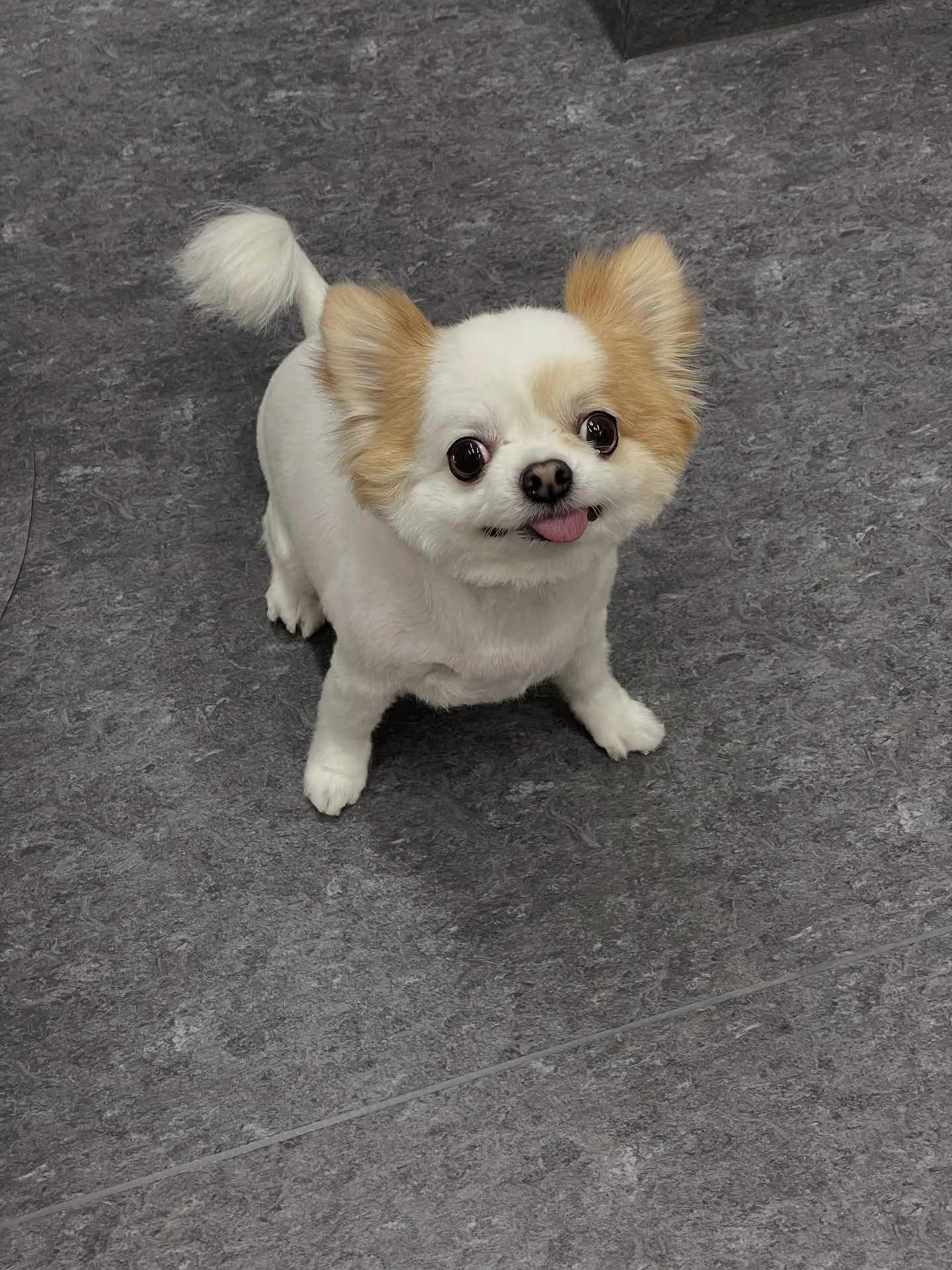 🐾こんにちは皆さん！福岡市東区のトリミング専門店、udogへ...