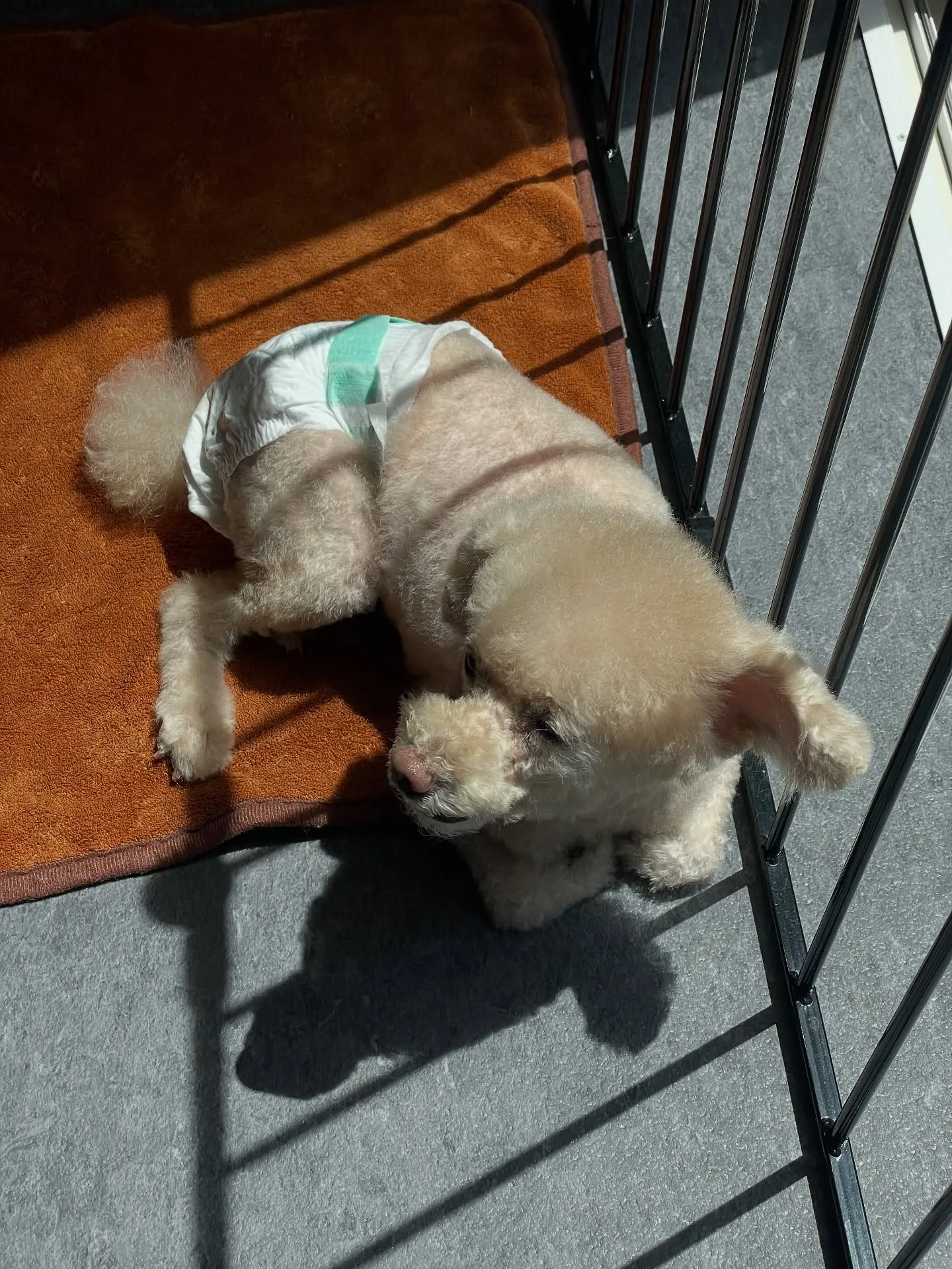 🐾こんにちは皆さん！福岡市東区のトリミング専門店、udogへ...