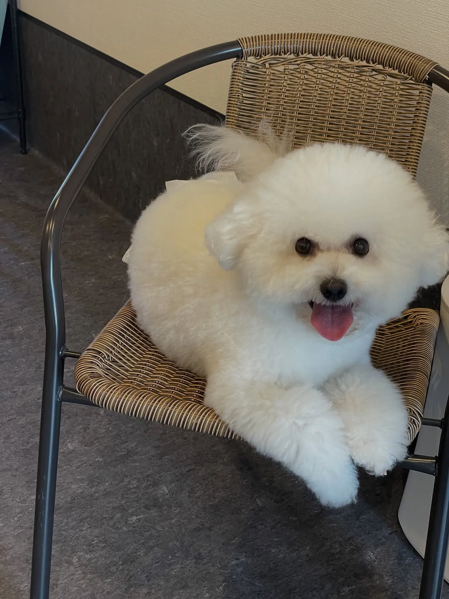 🐶✨福岡市東区の皆様に愛されているトリミングサロンUdog、...