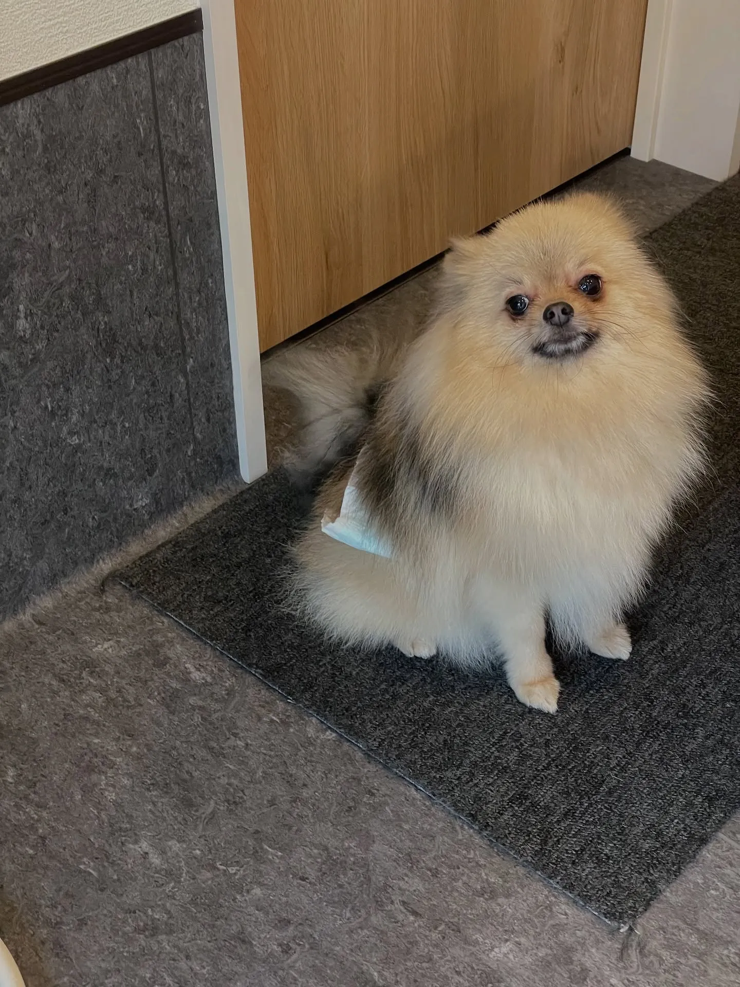 🐶✨福岡市東区の皆様に愛されているトリミングサロンUdog、...