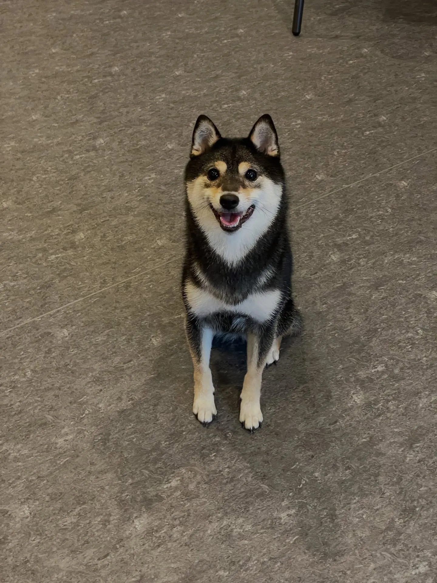 🐶✨福岡市東区の皆様に愛されているトリミングサロンUdog、...