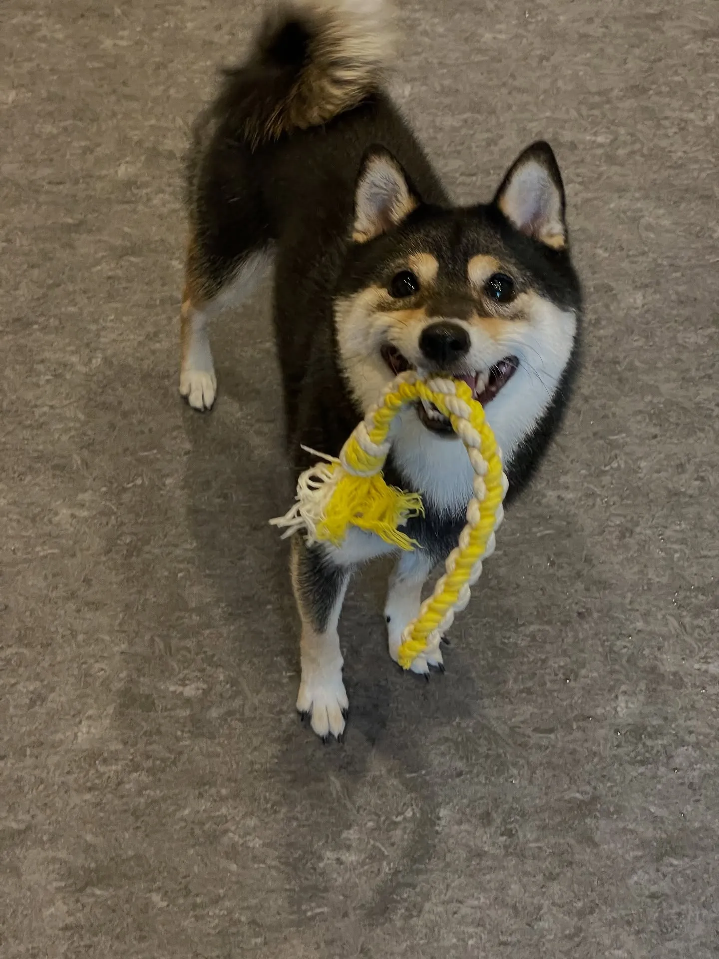 🐶✨福岡市東区の皆様に愛されているトリミングサロンUdog、...
