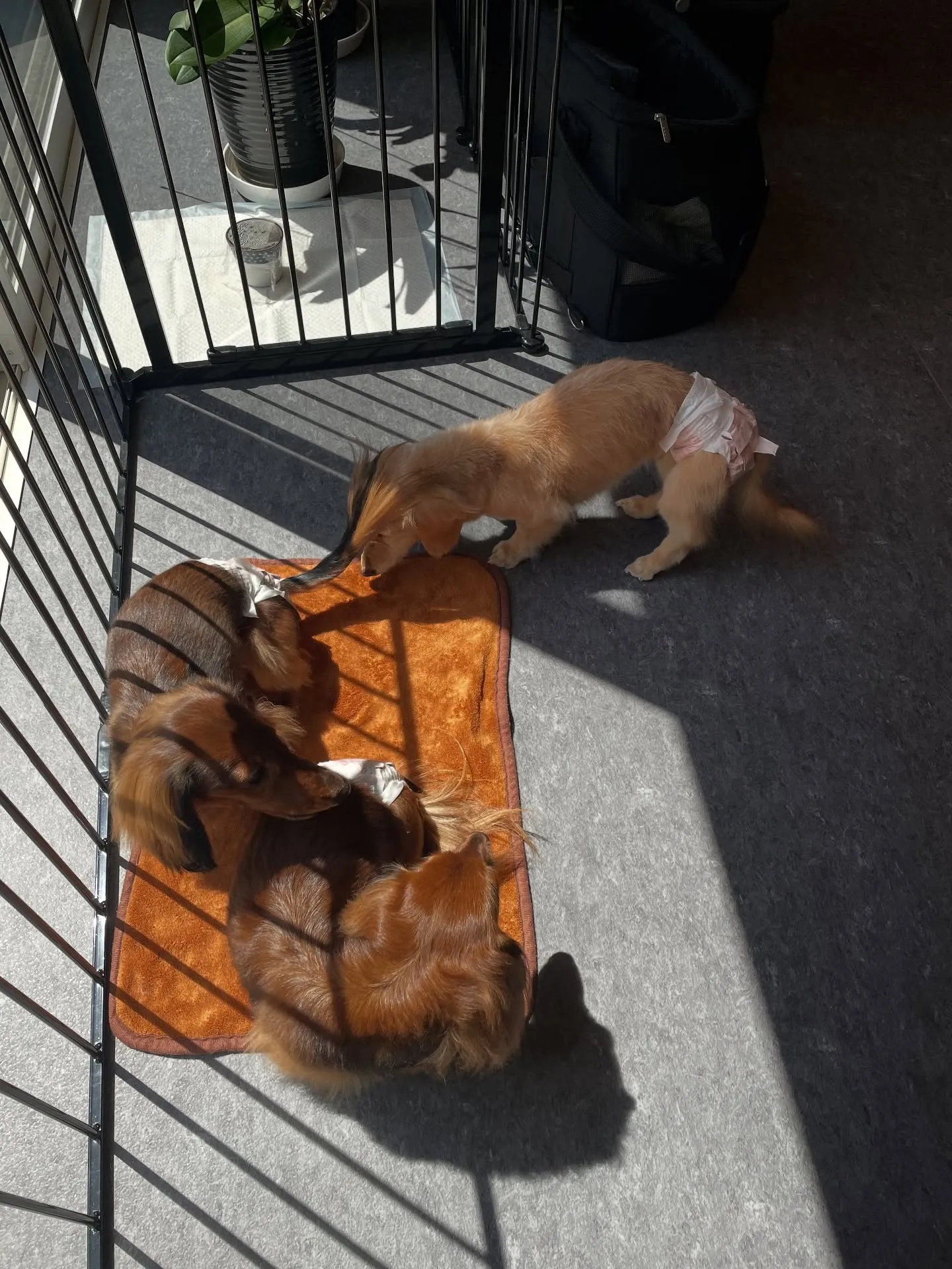 🐶✨こんにちは、愛犬家の皆様！福岡市東区にあるトリミング専門...