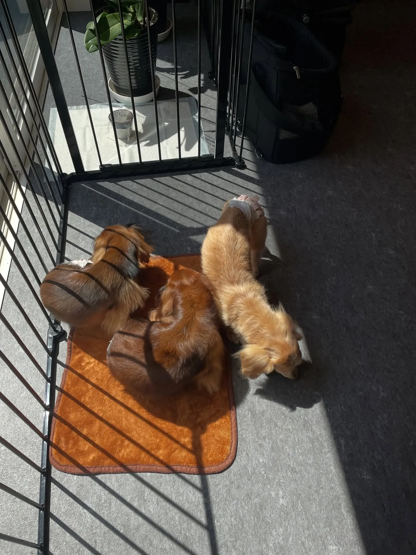 🐶✨こんにちは、愛犬家の皆様！福岡市東区にあるトリミング専門...