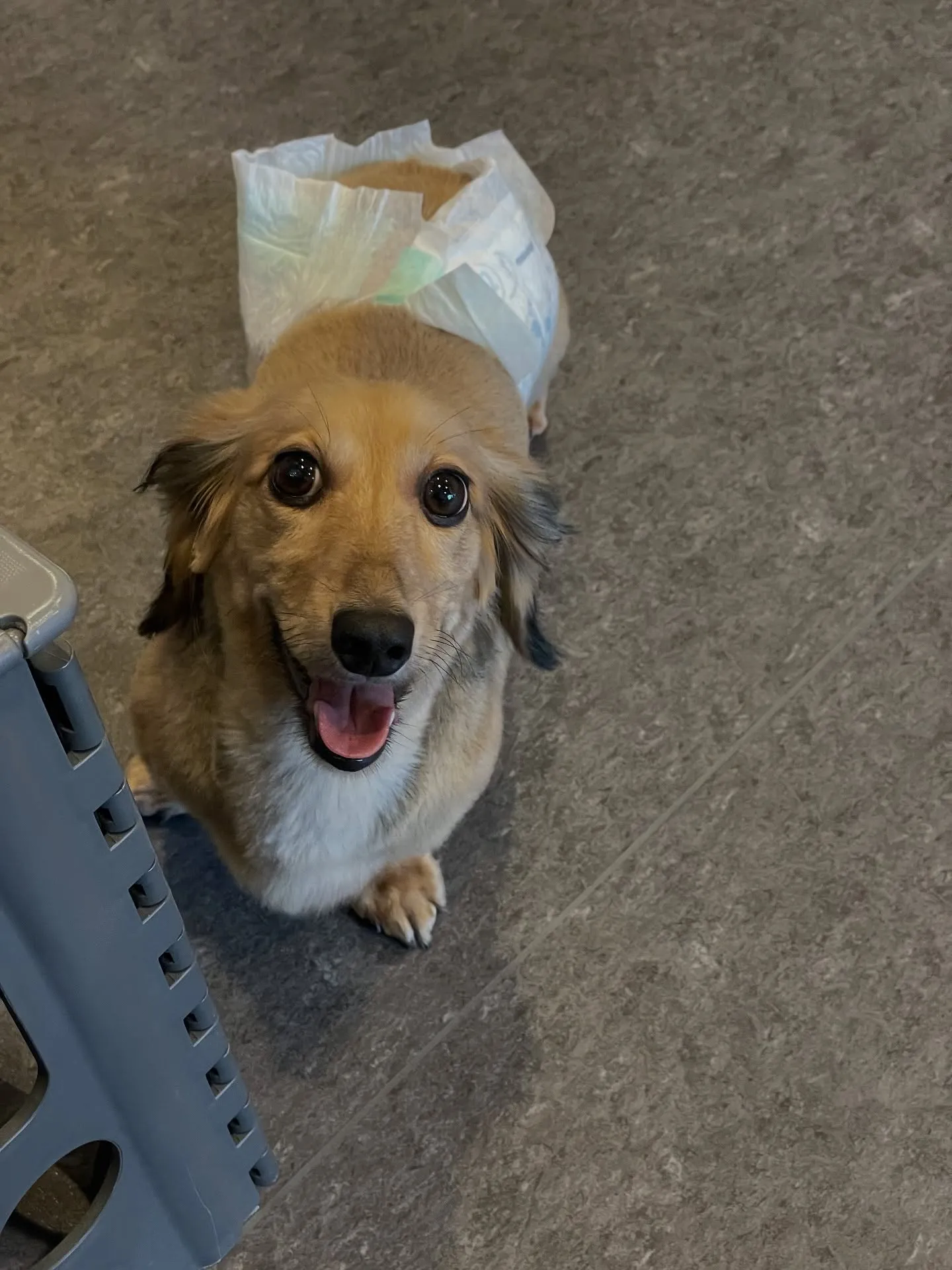 🐶✨こんにちは、愛犬家の皆様！福岡市東区にあるトリミング専門...