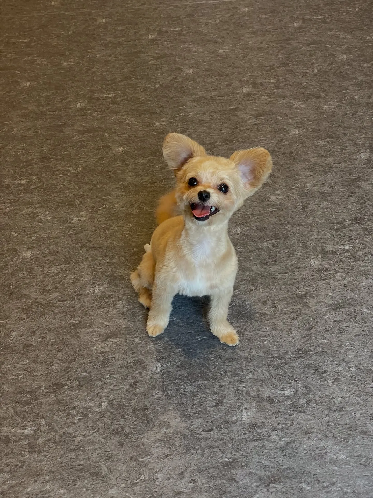 こんにちは！✨福岡市東区で愛犬との特別な時間を過ごしませんか...