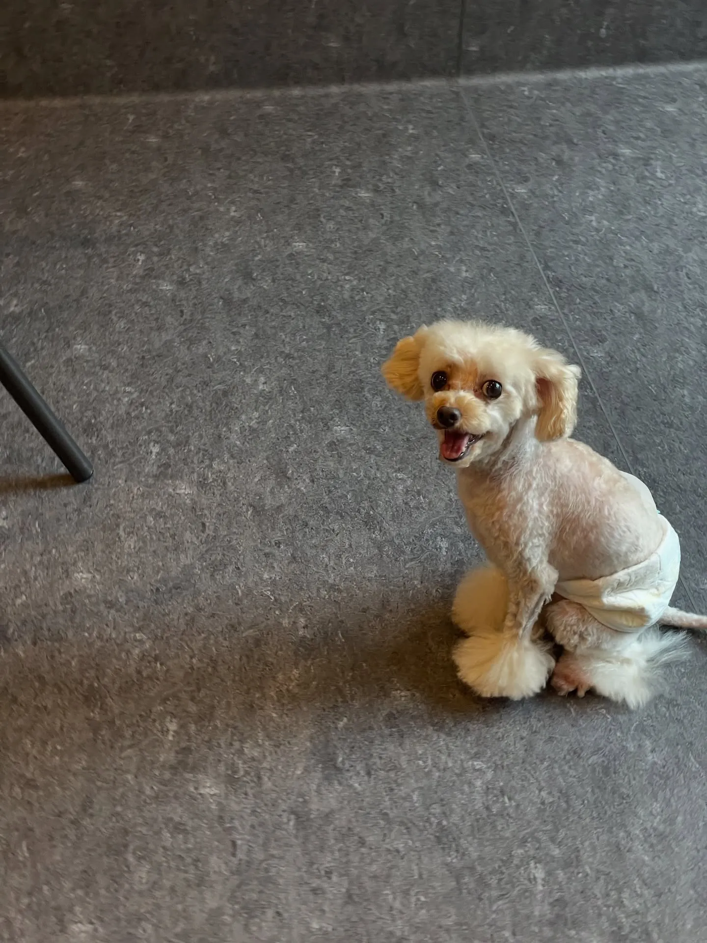 こんにちは！✨福岡市東区で愛犬との特別な時間を過ごしませんか...