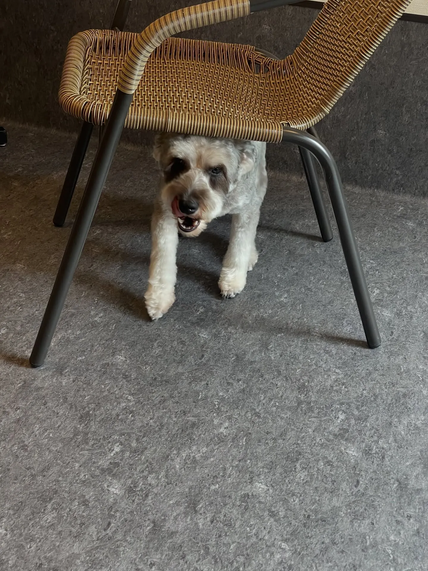 こんにちは！✨福岡市東区で愛犬との特別な時間を過ごしませんか...