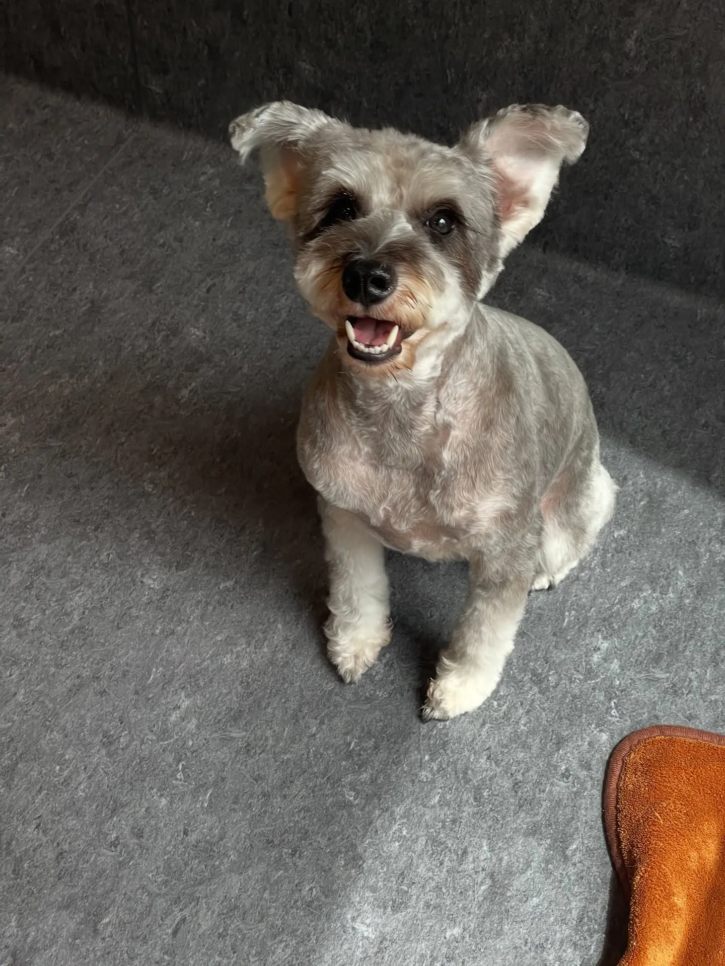 こんにちは！✨福岡市東区で愛犬との特別な時間を過ごしませんか...