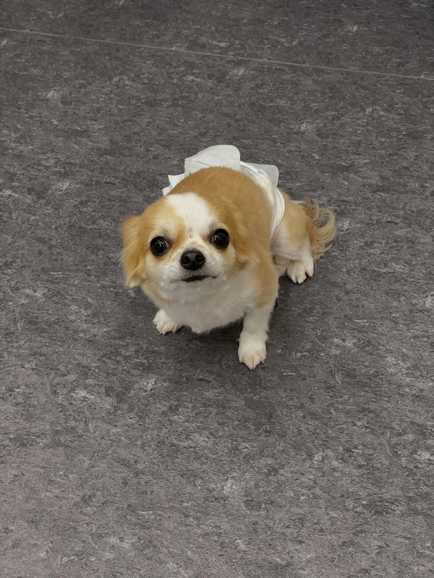 こんにちは！✨福岡市東区で愛犬との特別な時間を過ごしませんか...