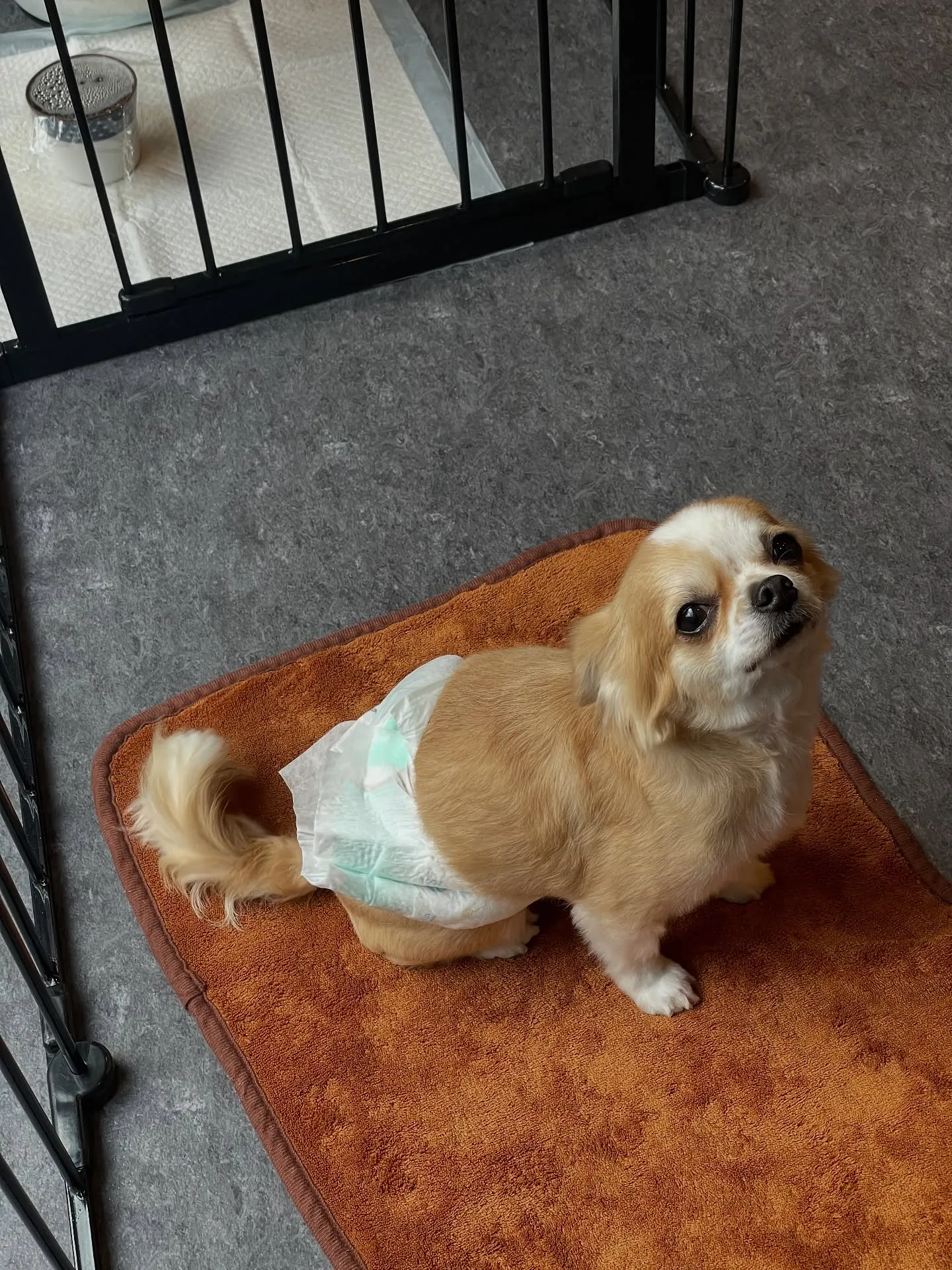 こんにちは！✨福岡市東区で愛犬との特別な時間を過ごしませんか...