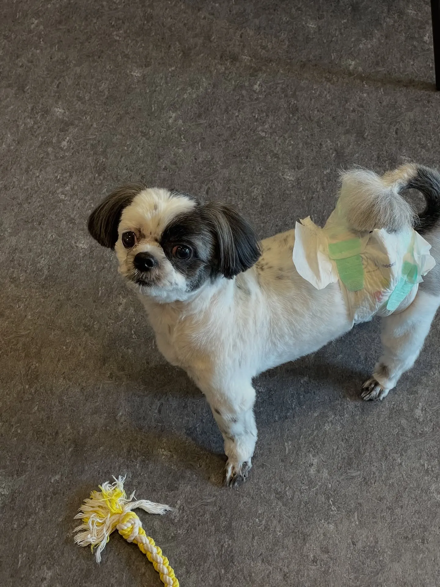 こんにちは！✨福岡市東区で愛犬との特別な時間を過ごしませんか...