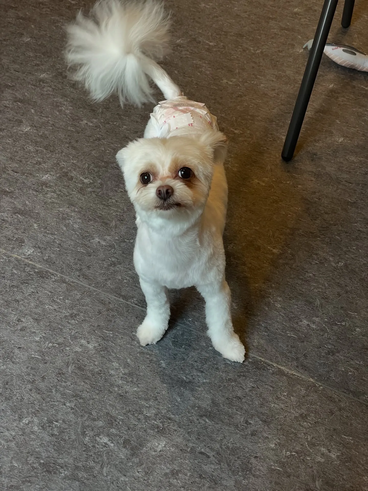 ✨🐾Udogのトリミング✨ 福岡市東区に位置するUdogは、...