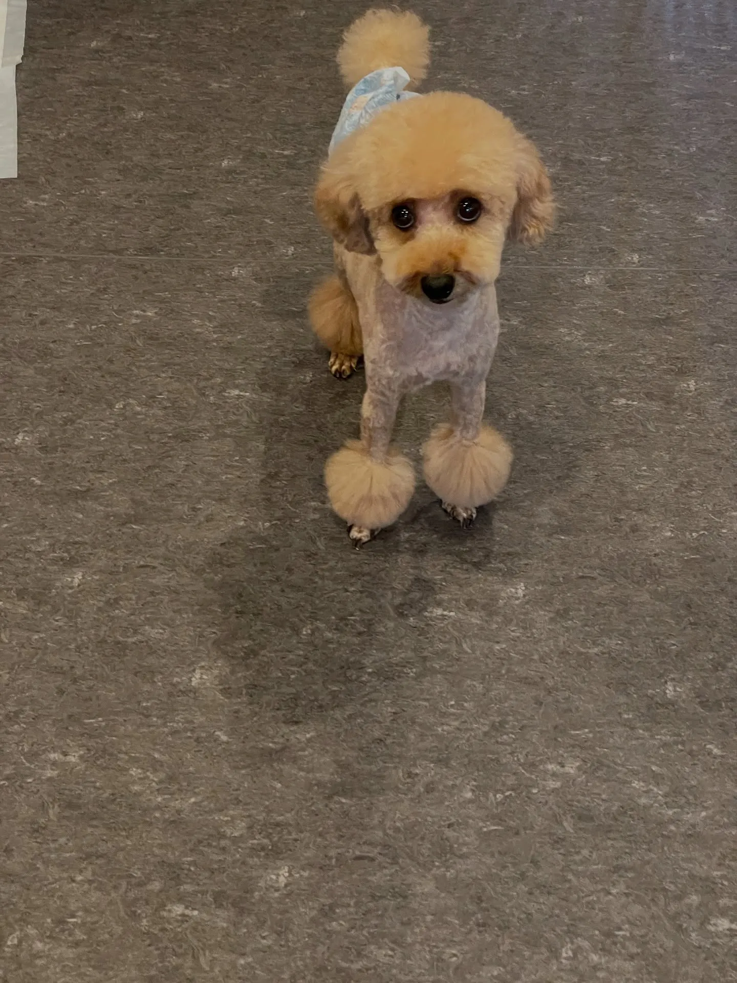 ✨🐾Udogのトリミング✨ 福岡市東区に位置するUdogは、...