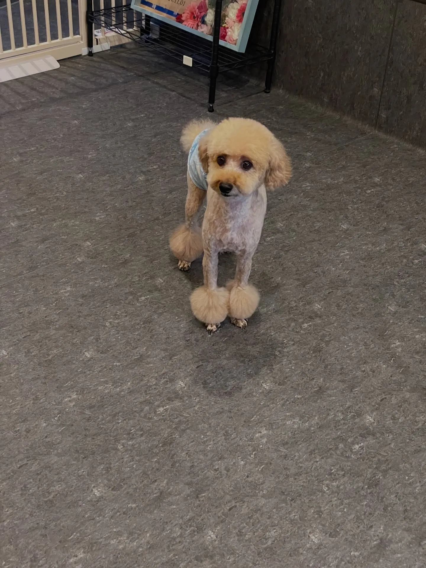 ✨🐾Udogのトリミング✨ 福岡市東区に位置するUdogは、...