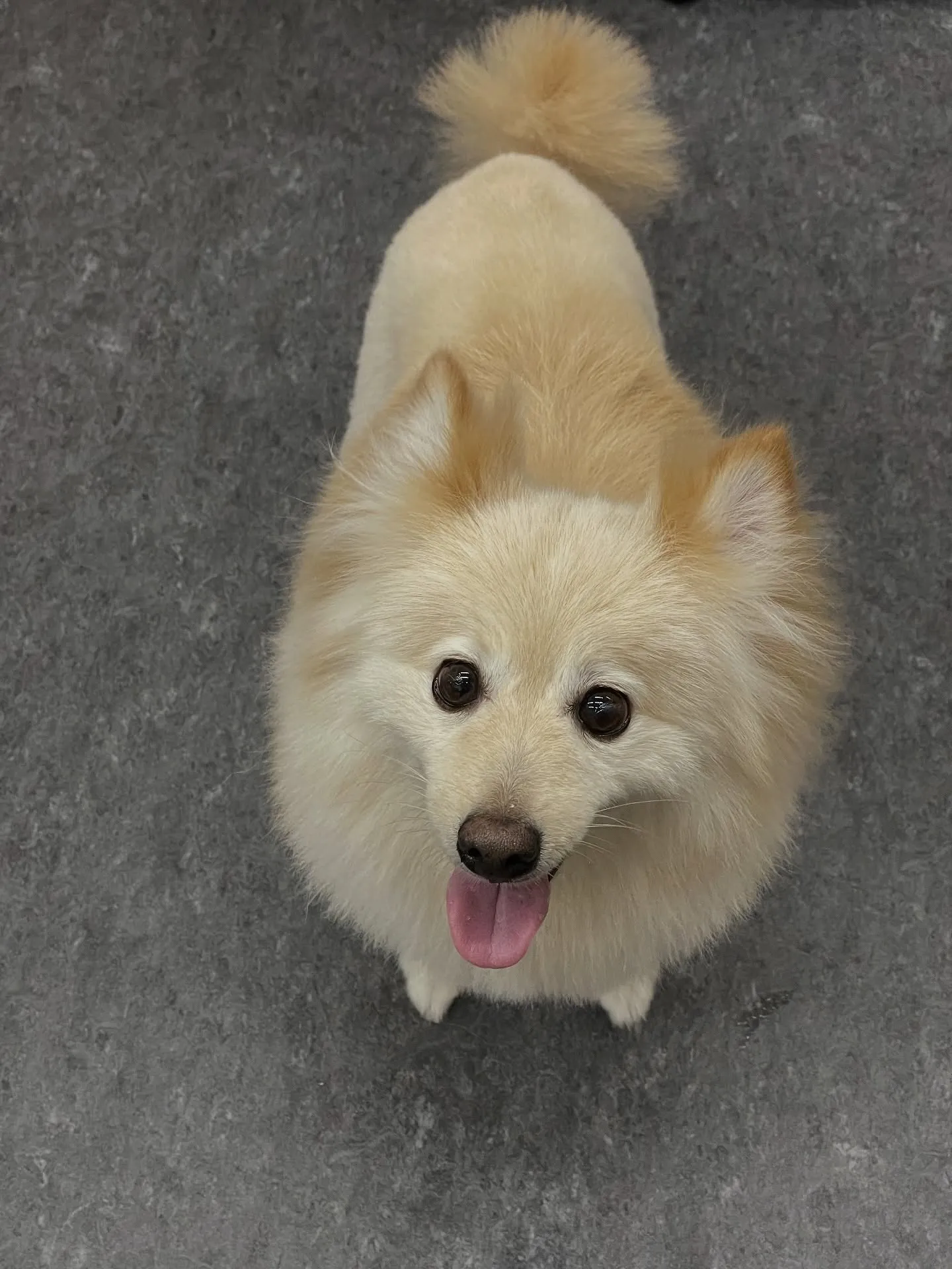 ✨🐾Udogのトリミング✨ 福岡市東区に位置するUdogは、...