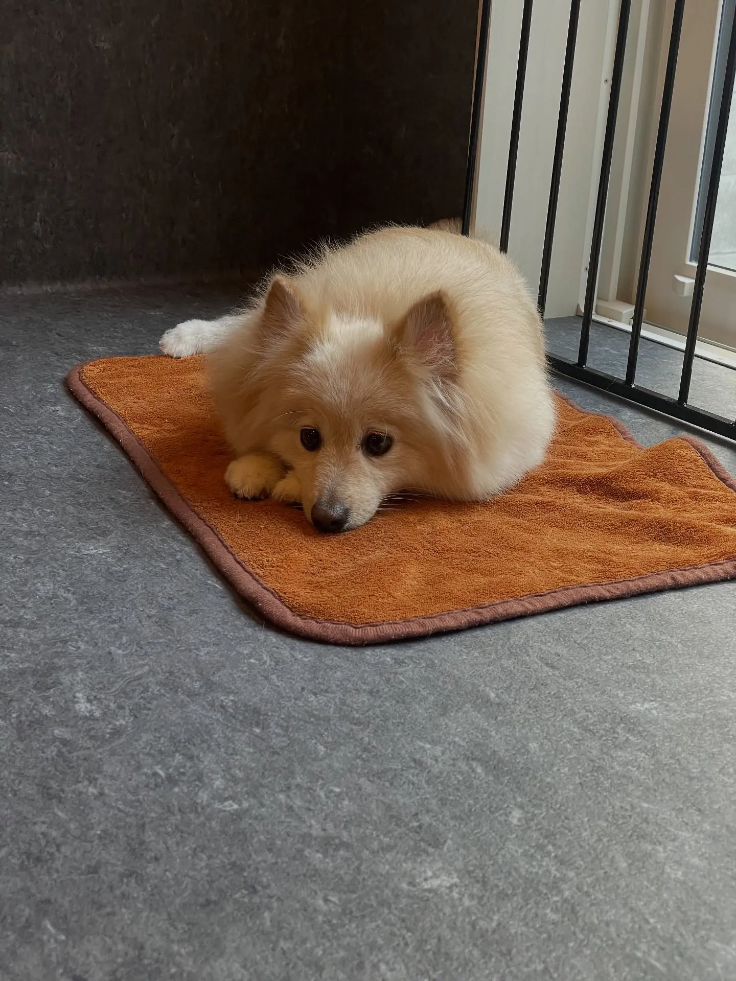 ✨🐾Udogのトリミング✨ 福岡市東区に位置するUdogは、...