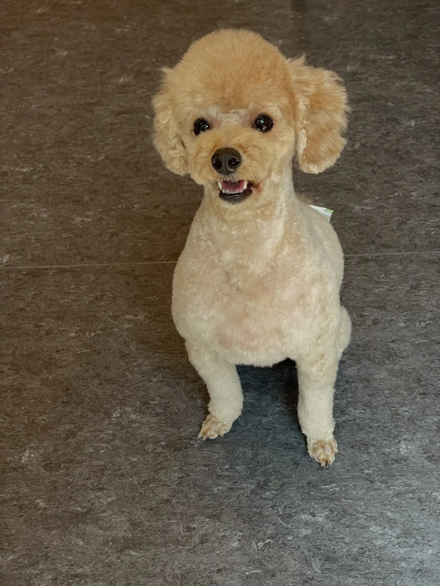 🐾✨ようこそ、特別なワンちゃんたちのための会員制トリミングサ...