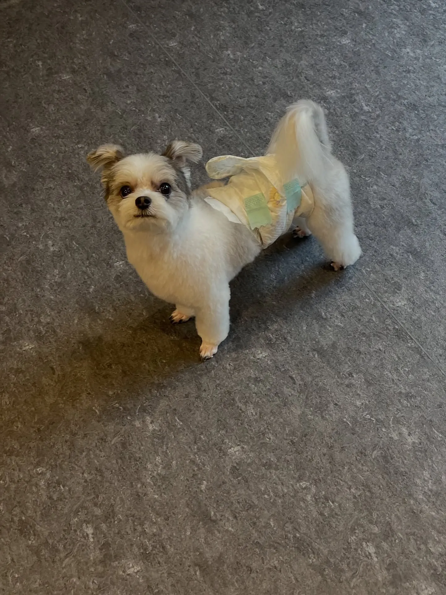 🐾✨ようこそ、特別なワンちゃんたちのための会員制トリミングサ...