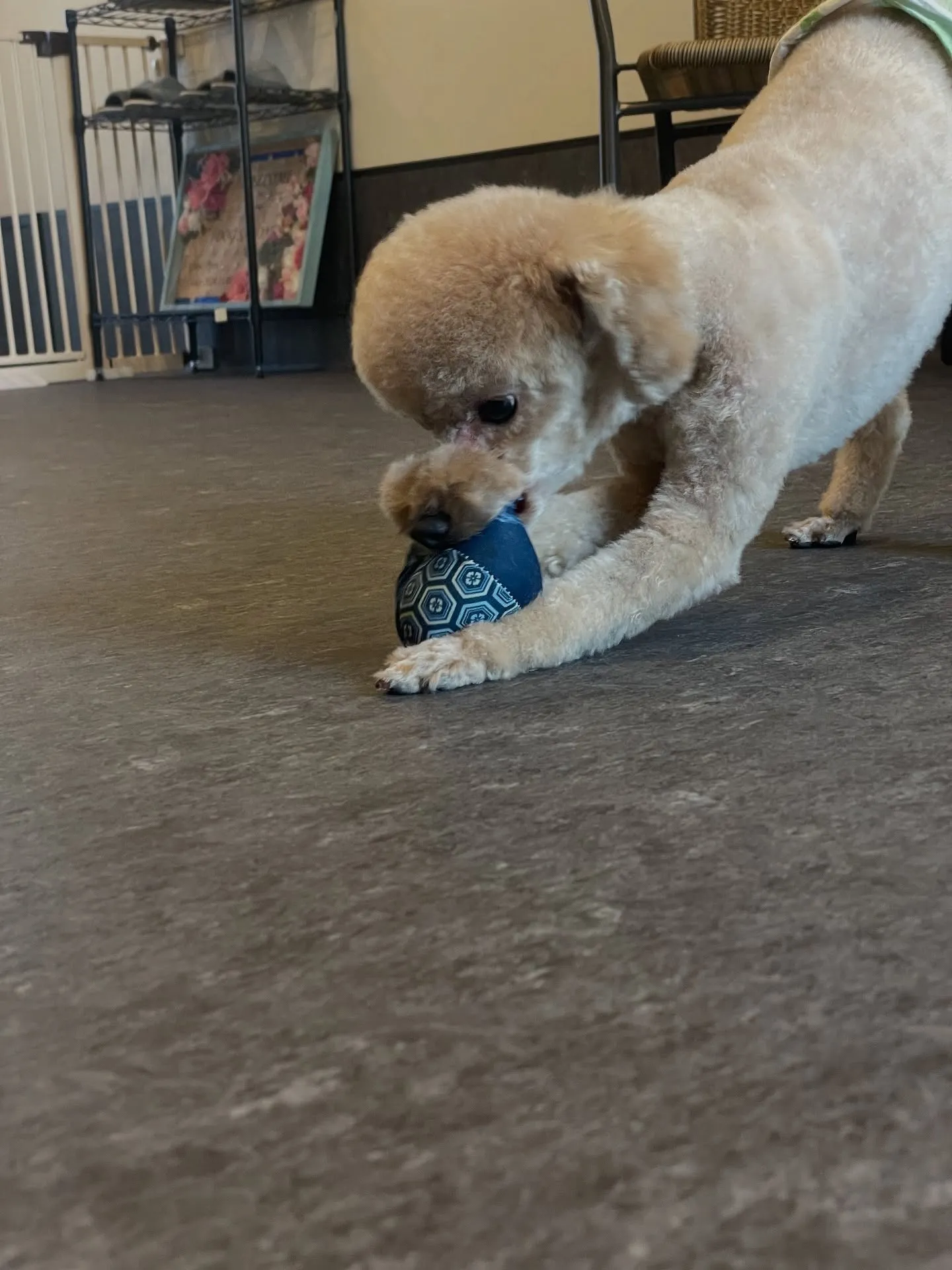 🐾✨ようこそ、特別なワンちゃんたちのための会員制トリミングサ...