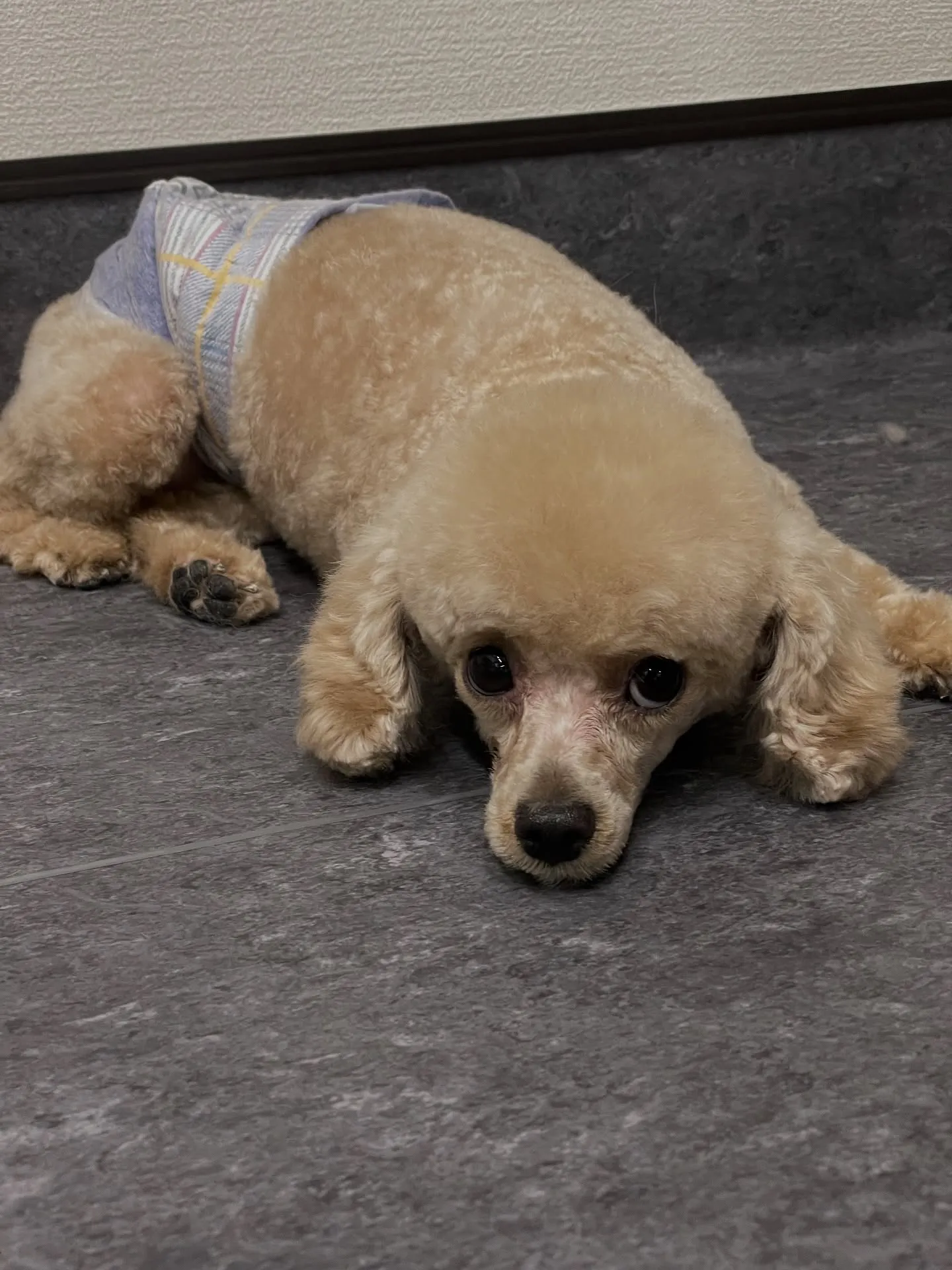 🐾✨ようこそ、特別なワンちゃんたちのための会員制トリミングサ...