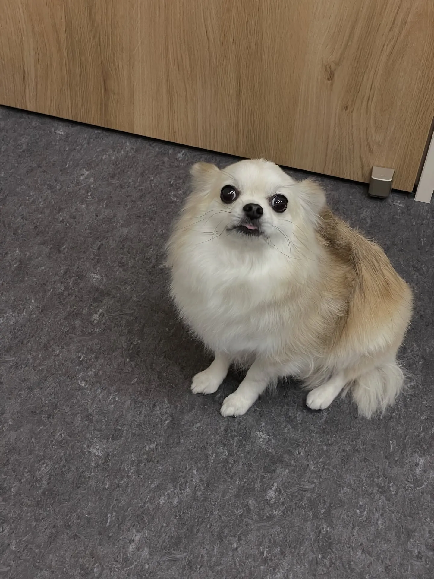 🐾✨ようこそ、特別なワンちゃんたちのための会員制トリミングサ...