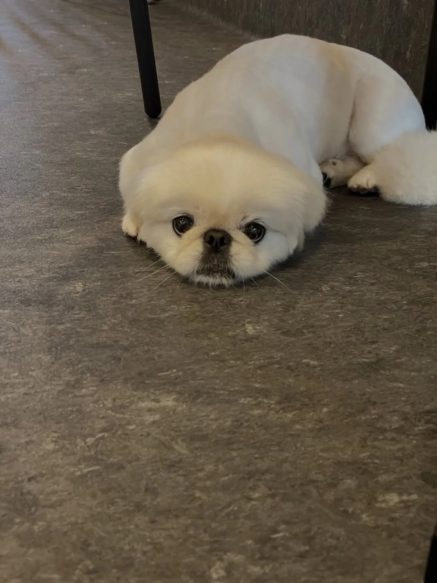 🐾✨【福岡市東区のトリミングサロン 