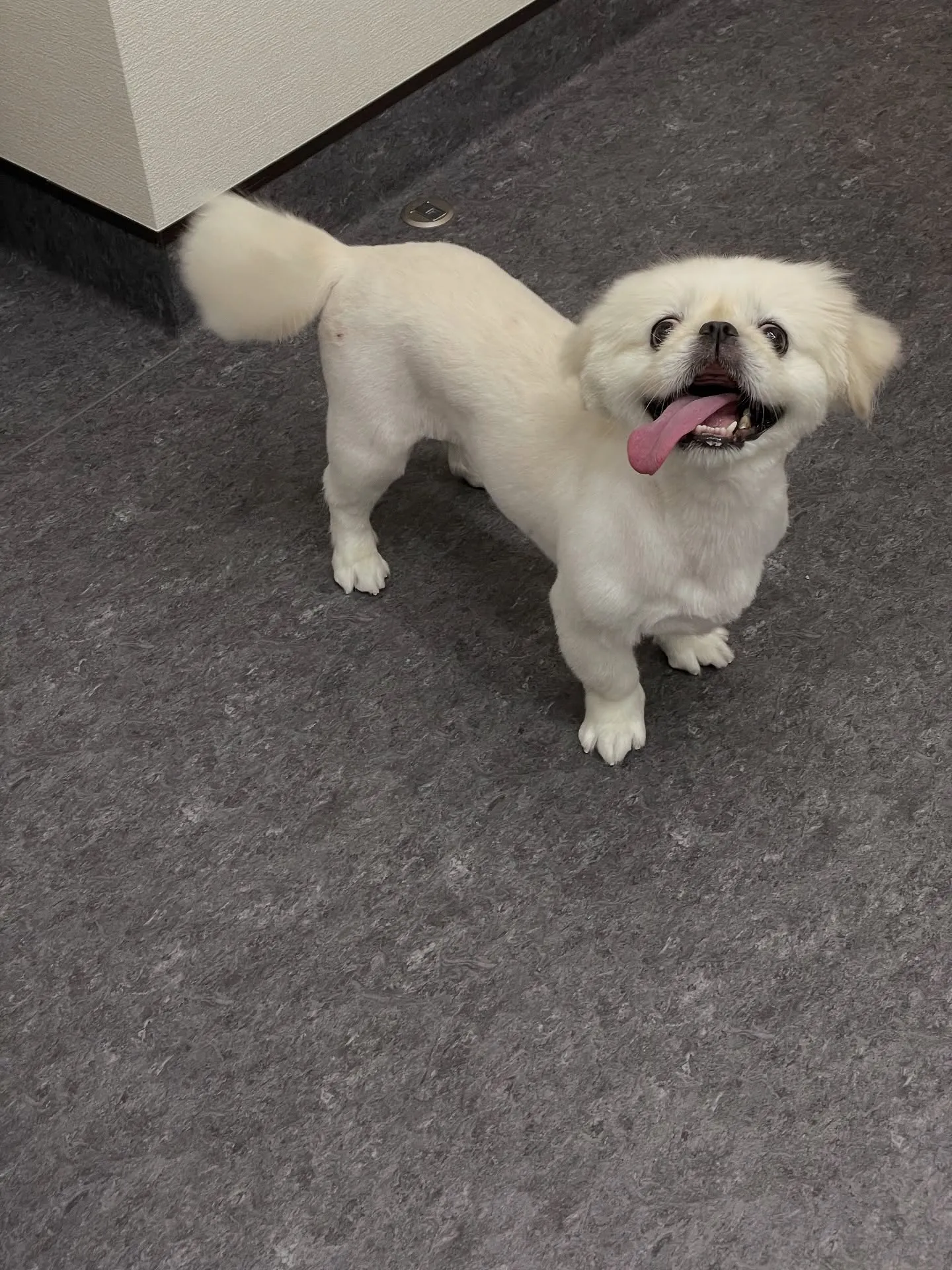 🐾✨【福岡市東区のトリミングサロン 