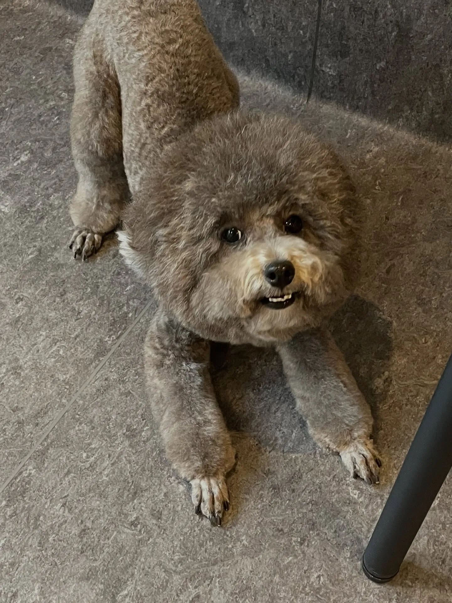 🐾✨【福岡市東区のトリミングサロン 