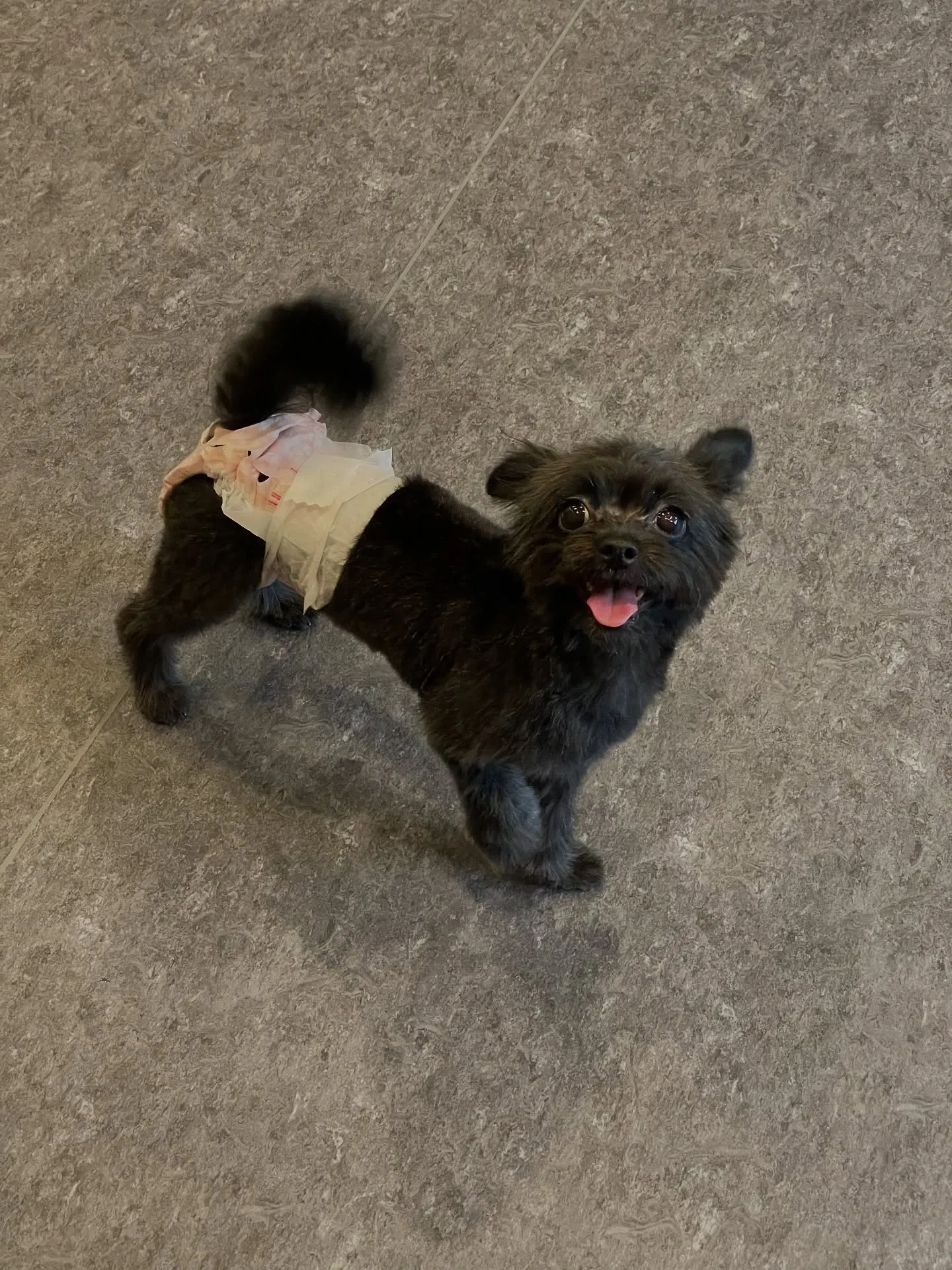 🐾✨【福岡市東区のトリミングサロン 