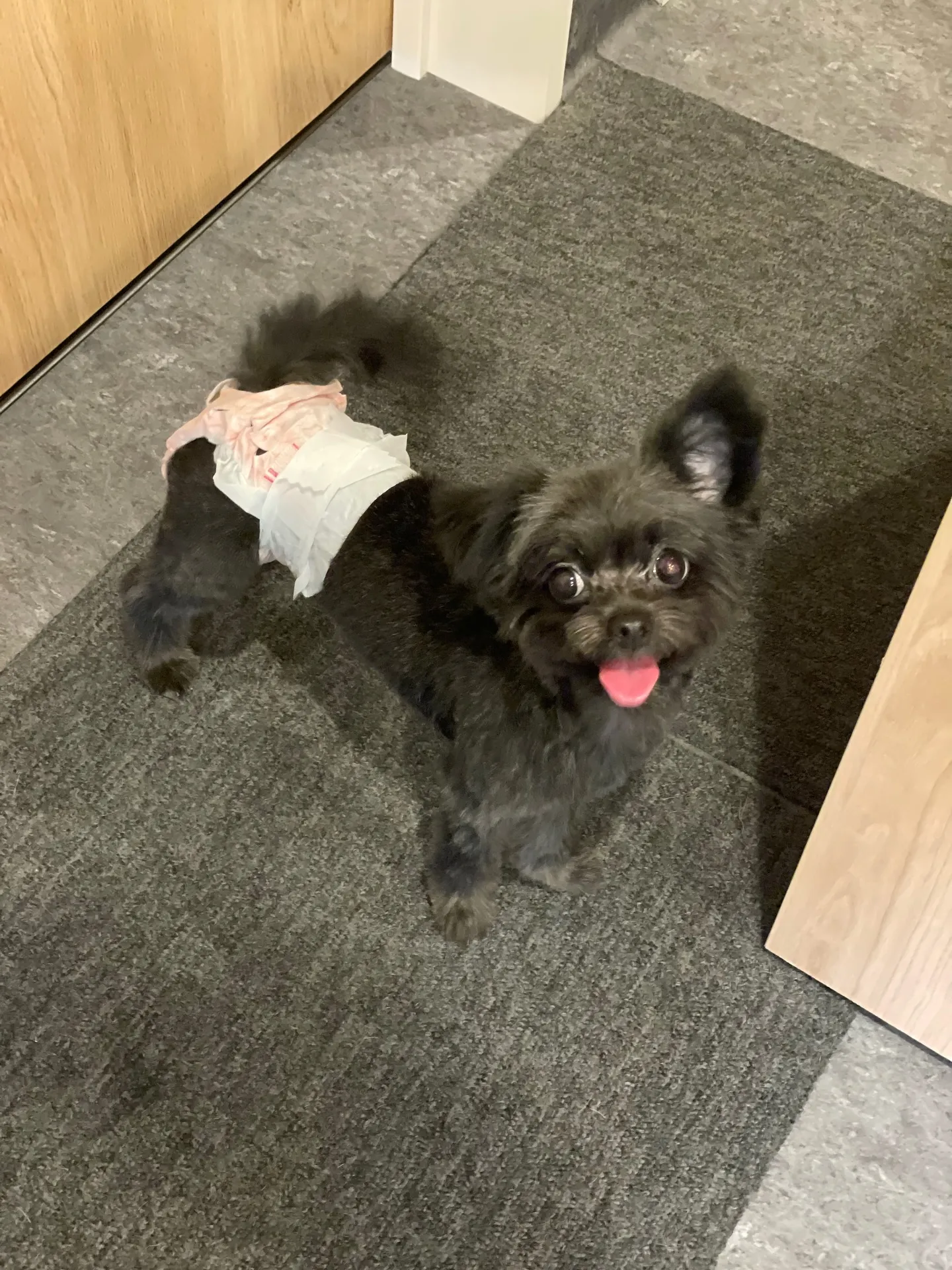 🐾✨【福岡市東区のトリミングサロン 