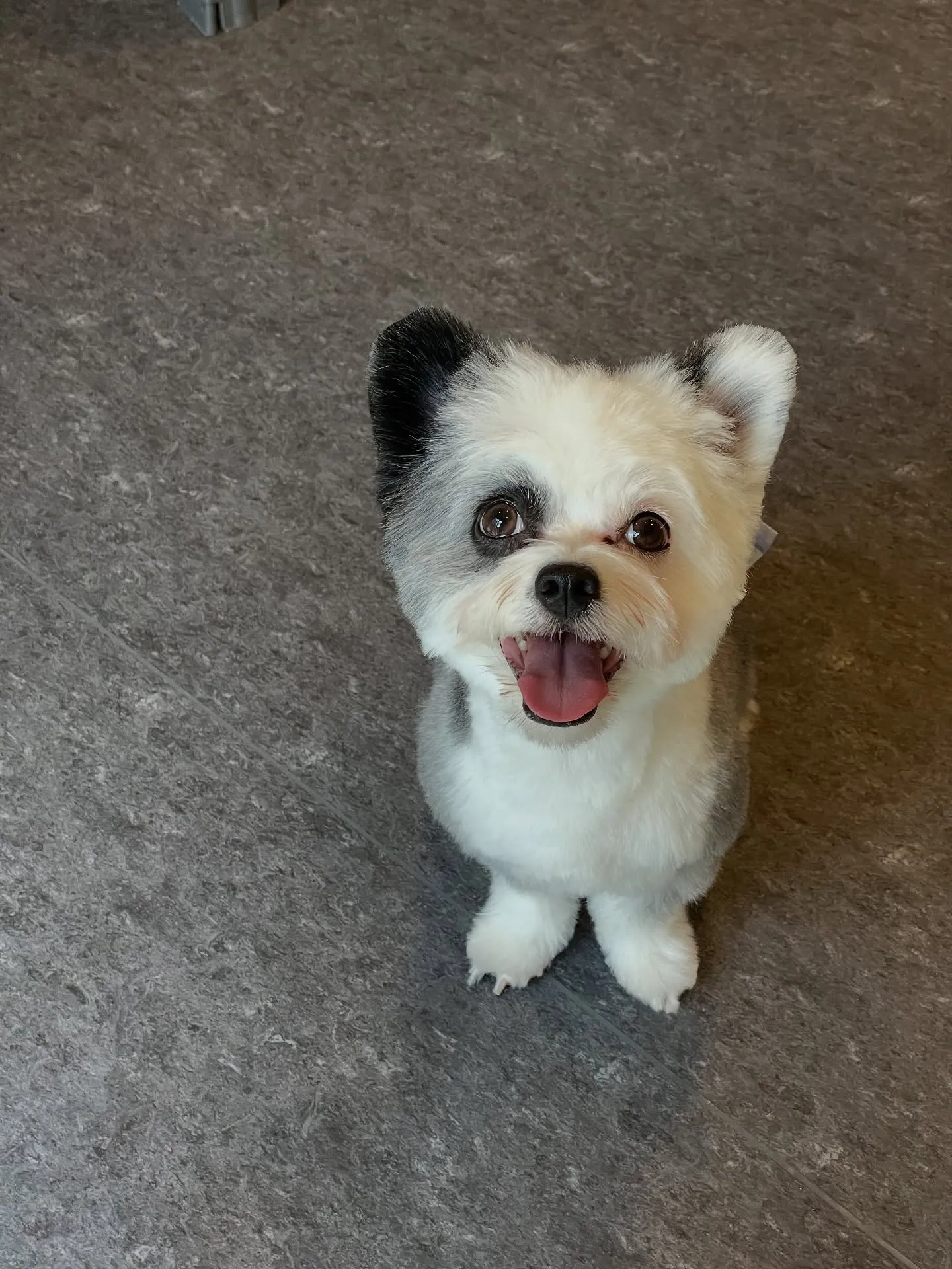 🐾✨こんにちは、福岡市東区に位置する特別なトリミングサロンU...